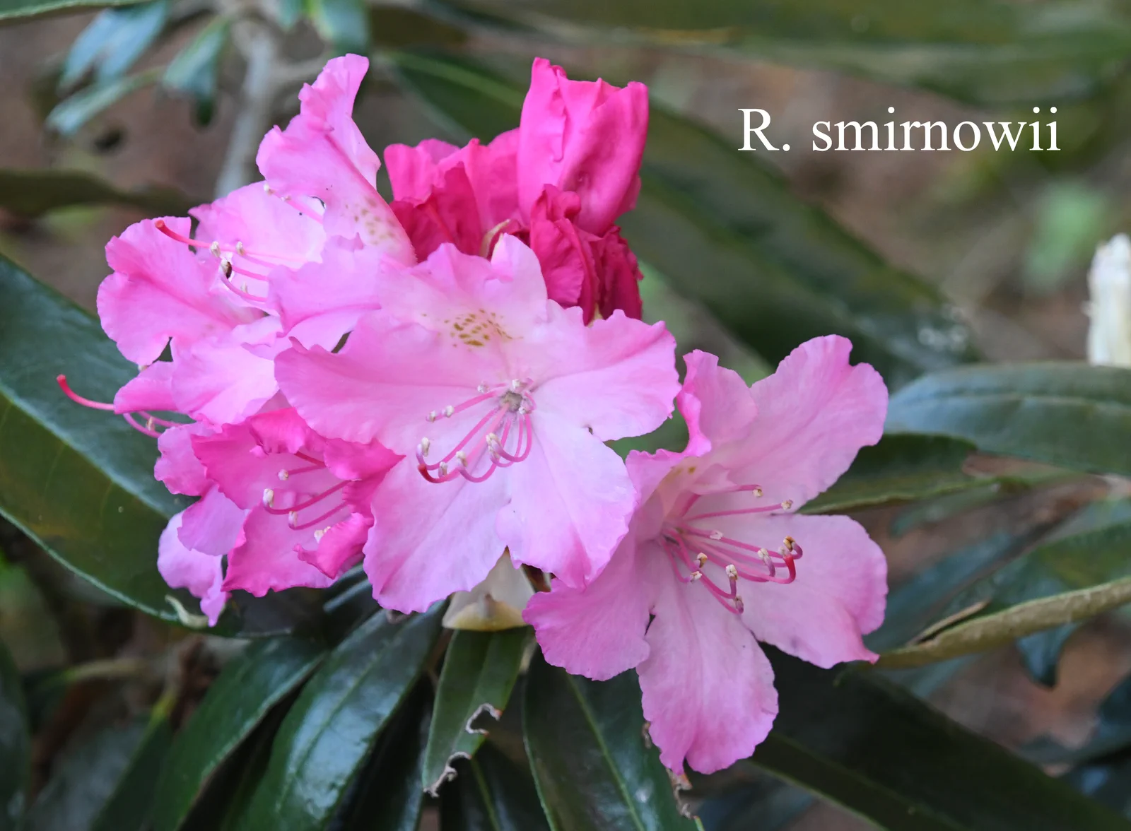 R. smirnowii photo of R. smirnowii. Location: Fearing's Farm Nursery, Abbotsford, BC, Canada. Photo by: Harold Fearing