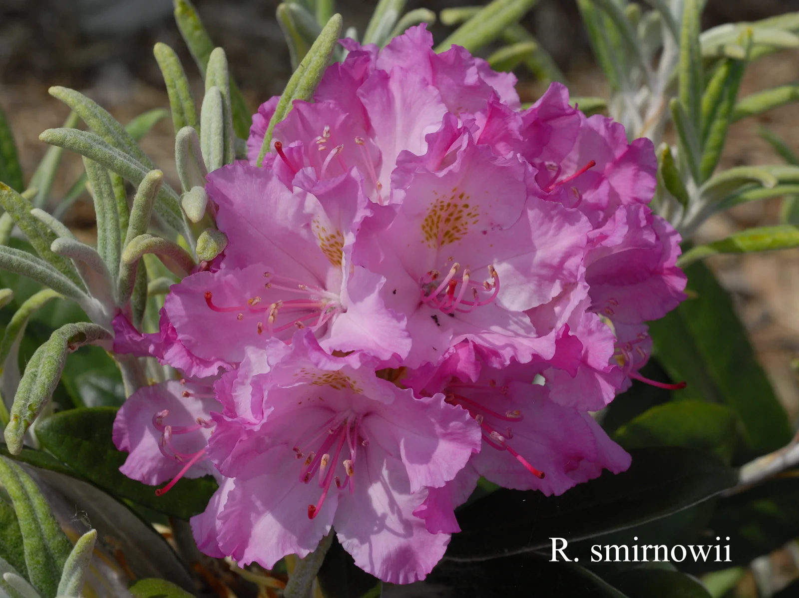 R. smirnowii photo of R. smirnowii. Location: Fearing's Farm Nursery, Abbotsford, BC, Canada. Photo by: Harold Fearing