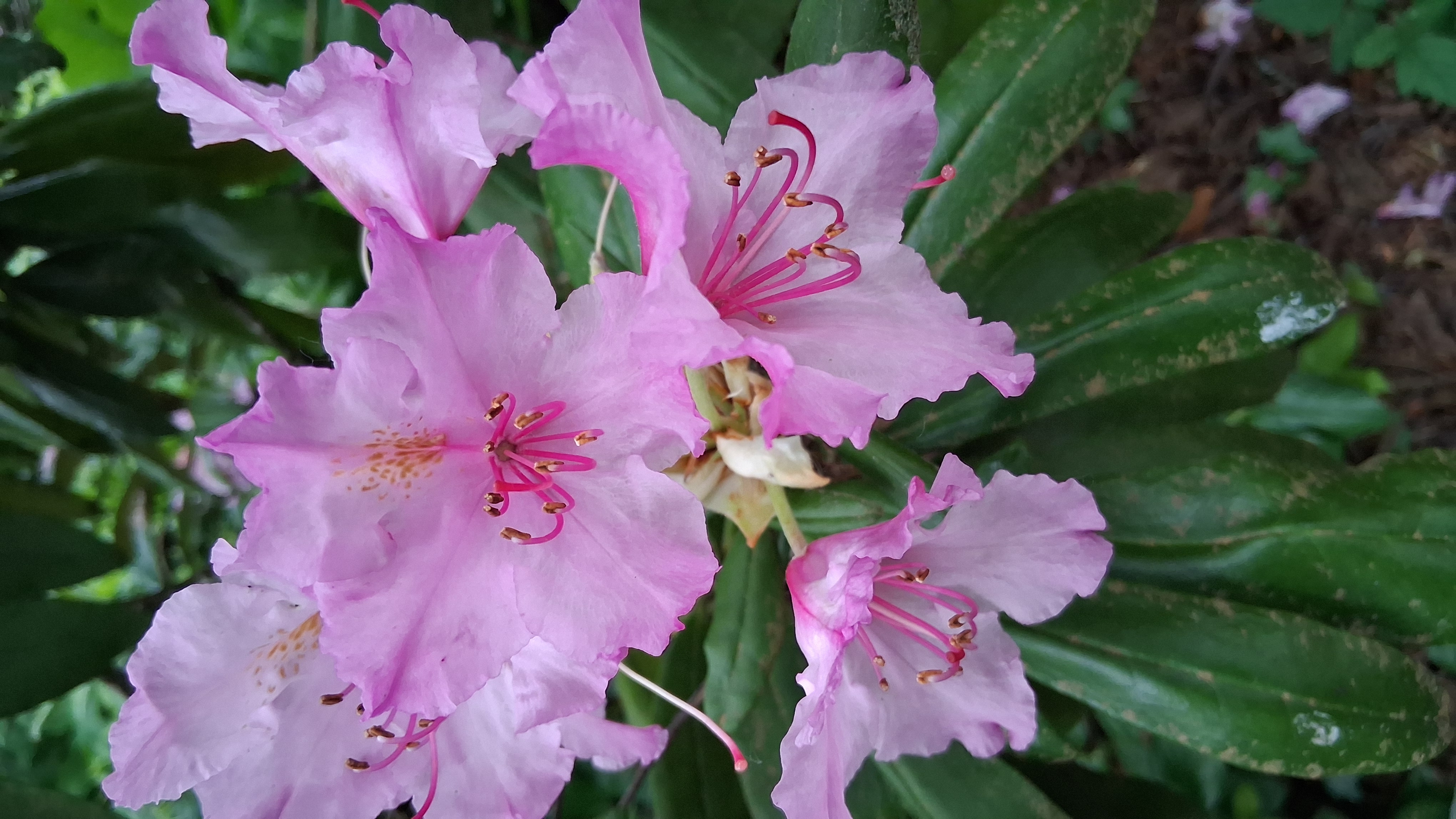 Rhododendron smirnowii photo