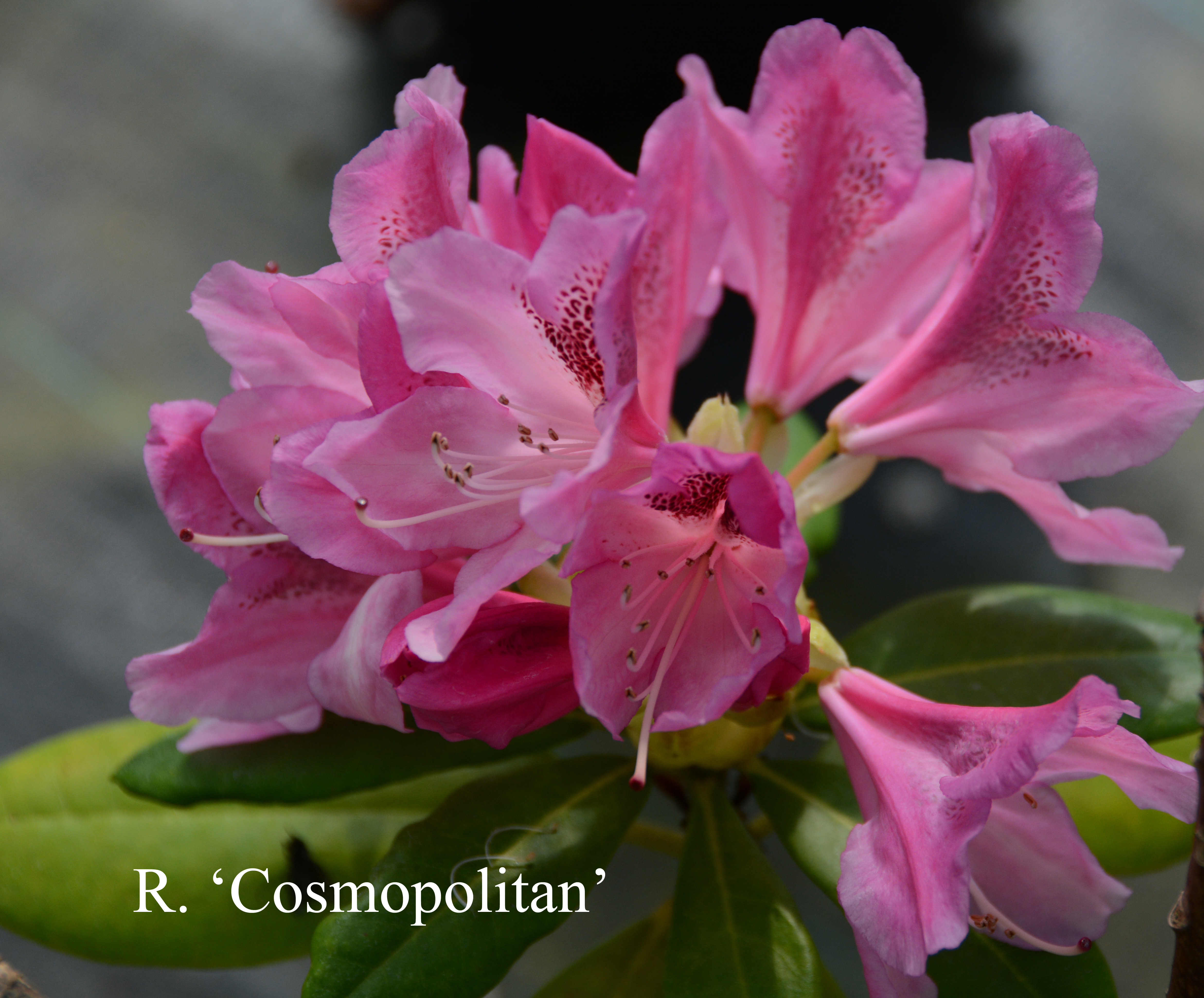 Rhododendron Cosmopolitan photo