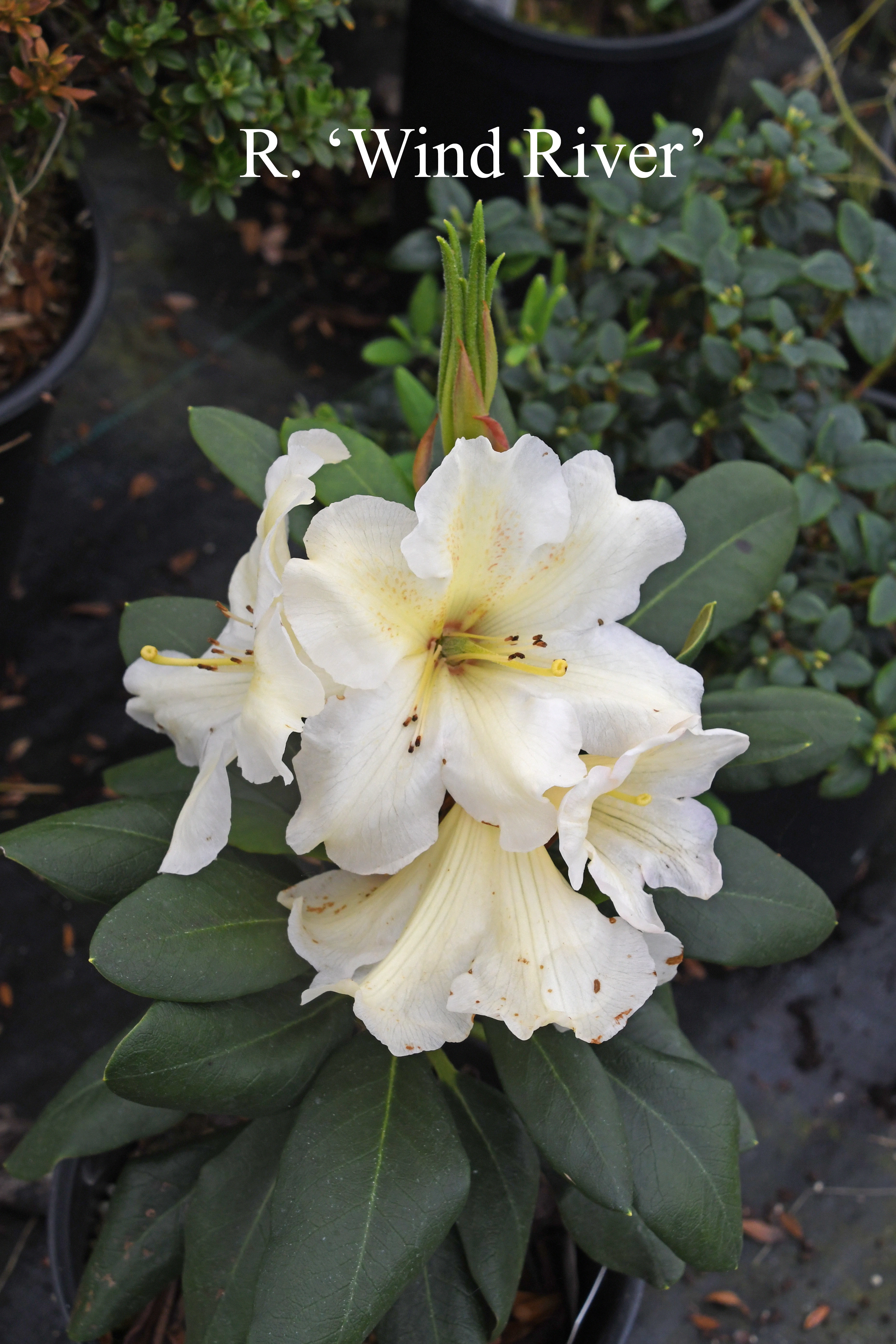 Rhododendron Wind River photo