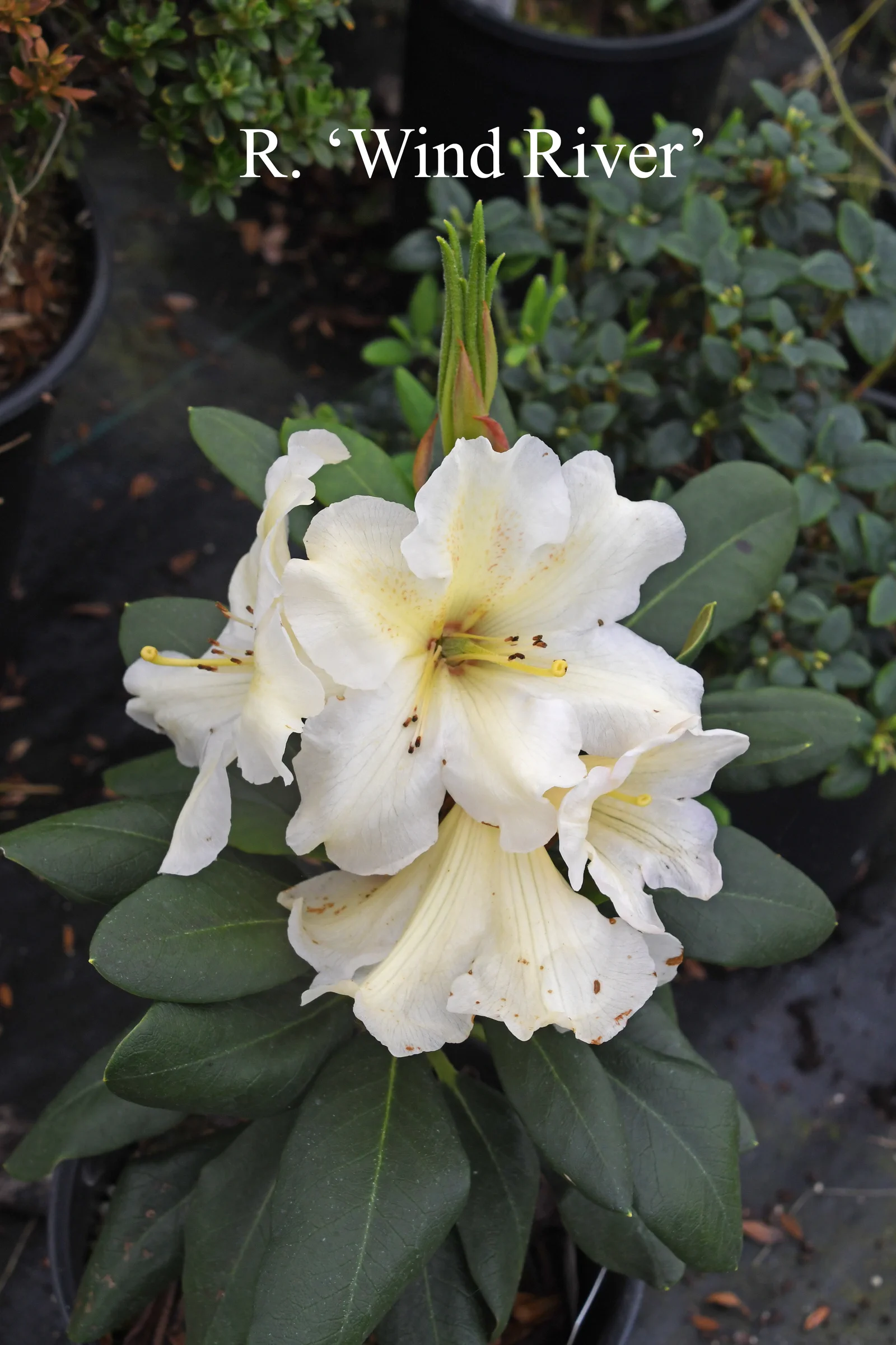 R. 'Wind River' photo of R. 'Wind River'. Location: Fearing's Farm Nursery, Abbotsford, BC, Canada. Photo by: Harold Fearing