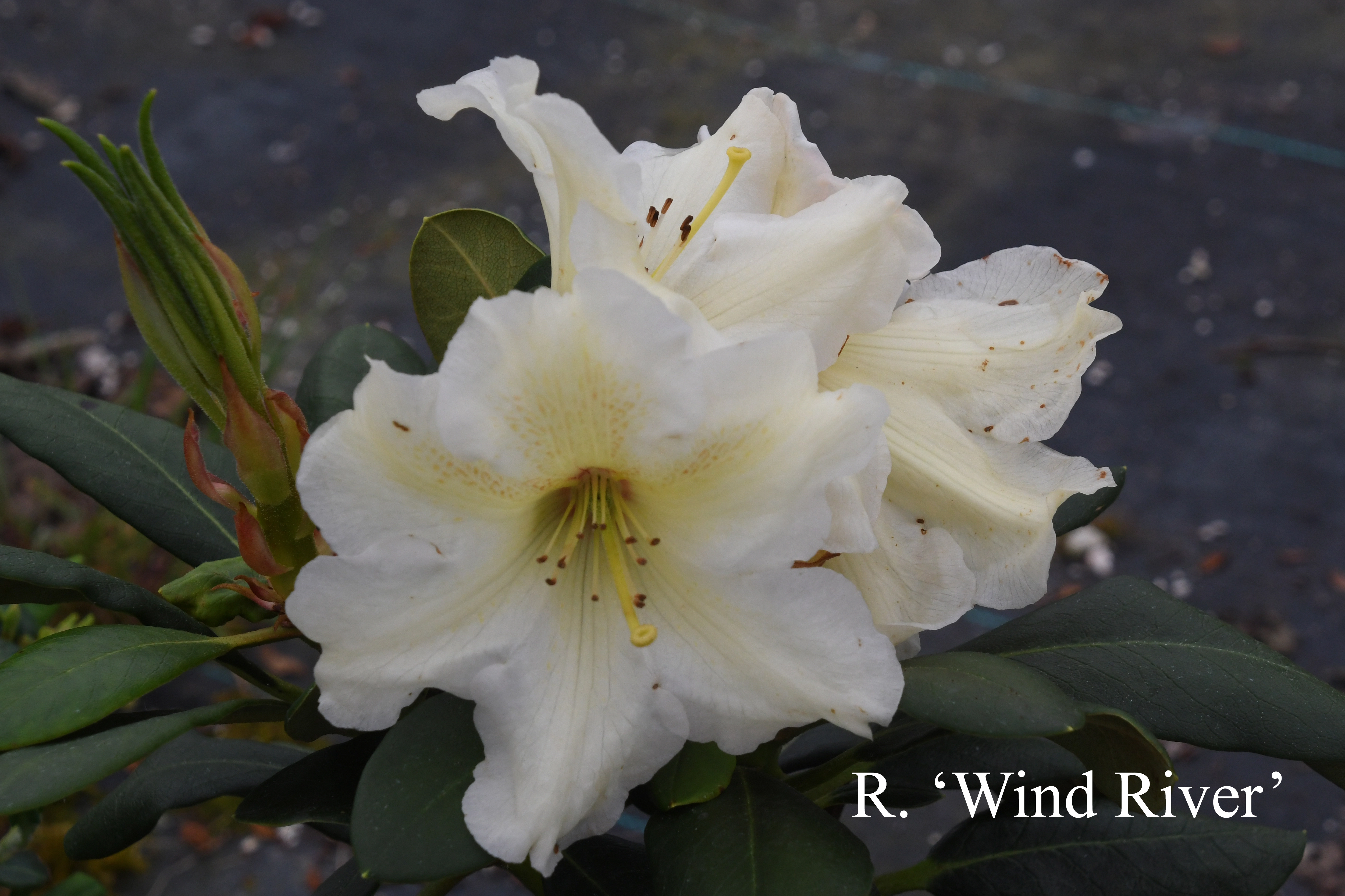 Rhododendron Wind River photo