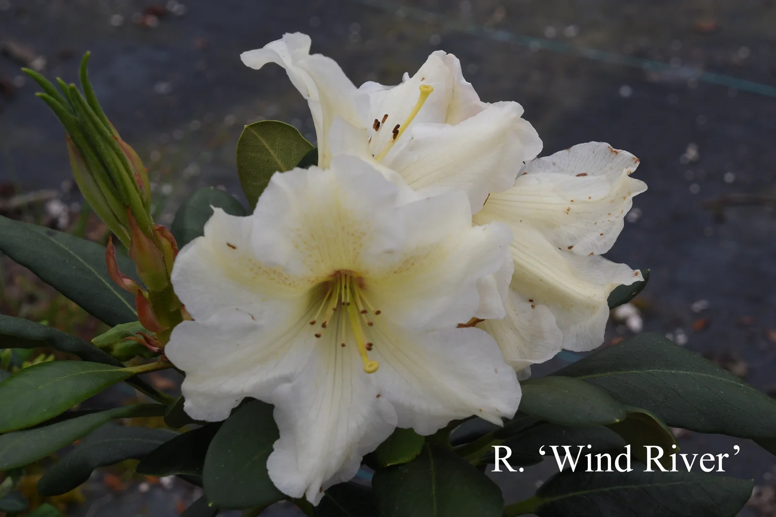 R. 'Wind River' photo of R. 'Wind River'. Location: Fearing's Farm Nursery, Abbotsford, BC, Canada. Photo by: Harold Fearing