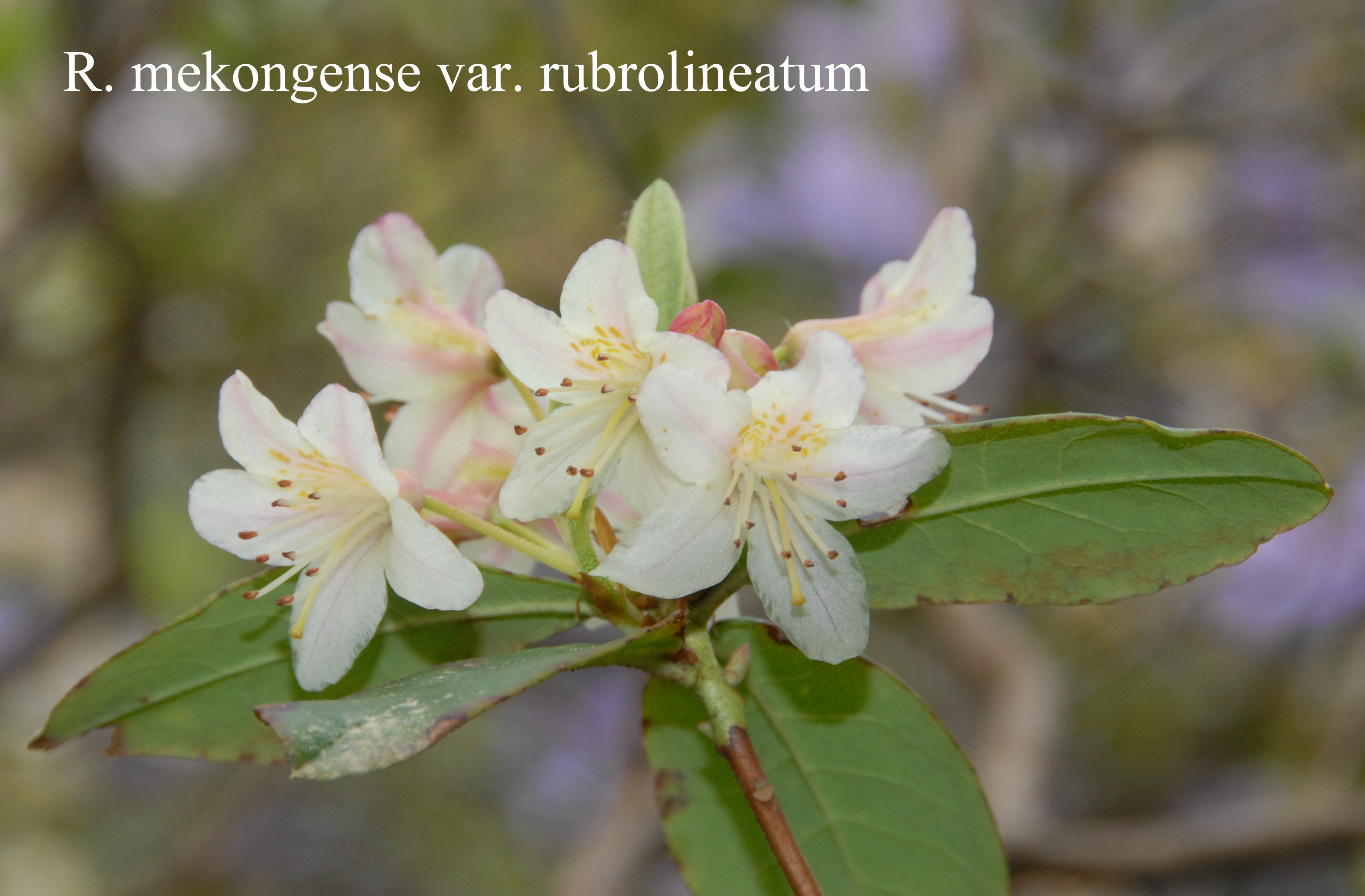 Rhododendron mekongense var rubrolineatum photo