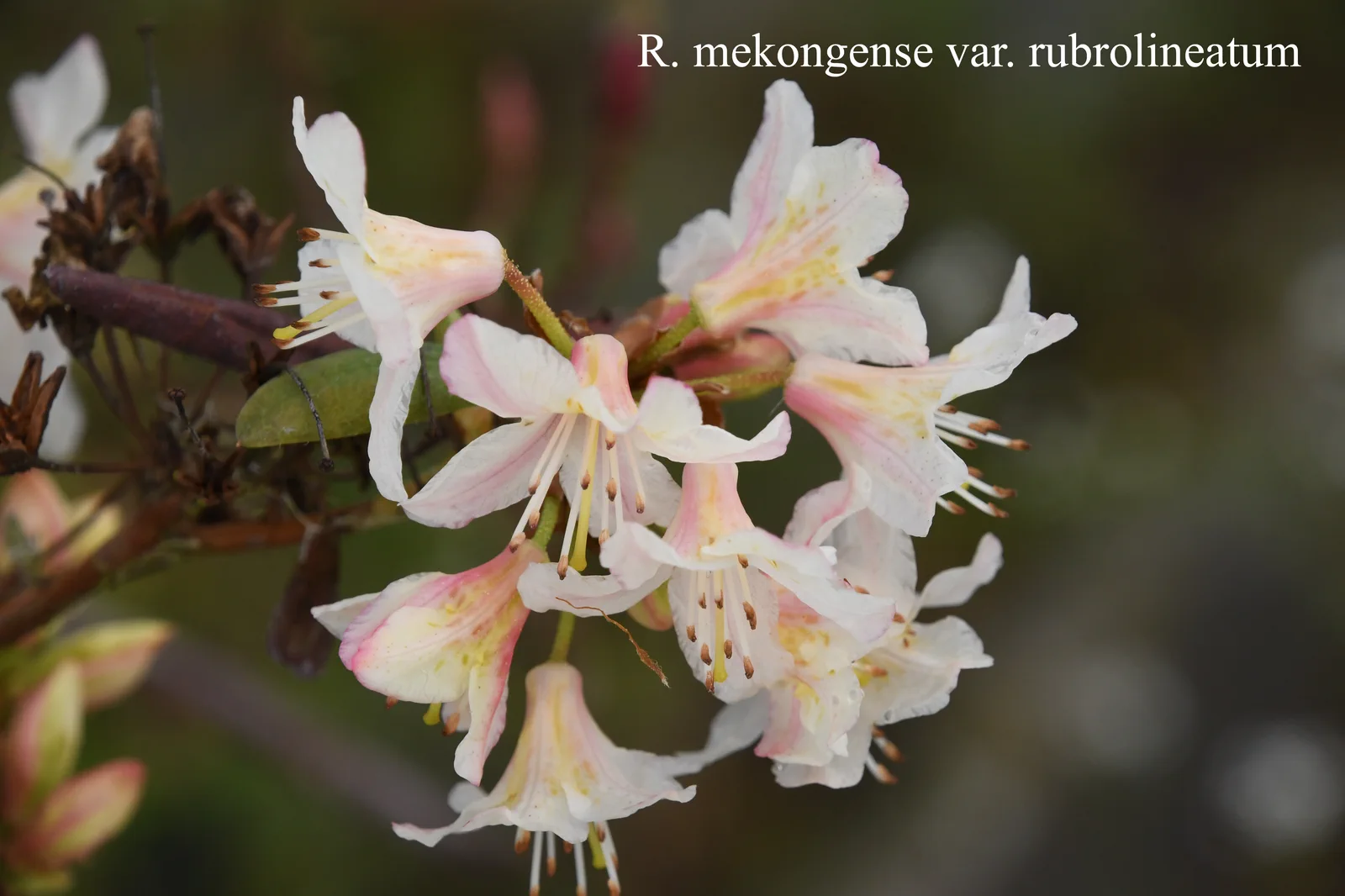 R. mekongense var rubrolineatum photo of R. mekongense var rubrolineatum. Location: Fearing's Farm Nursery, Abbotsford, BC, Canada. Photo by: Harold Fearing