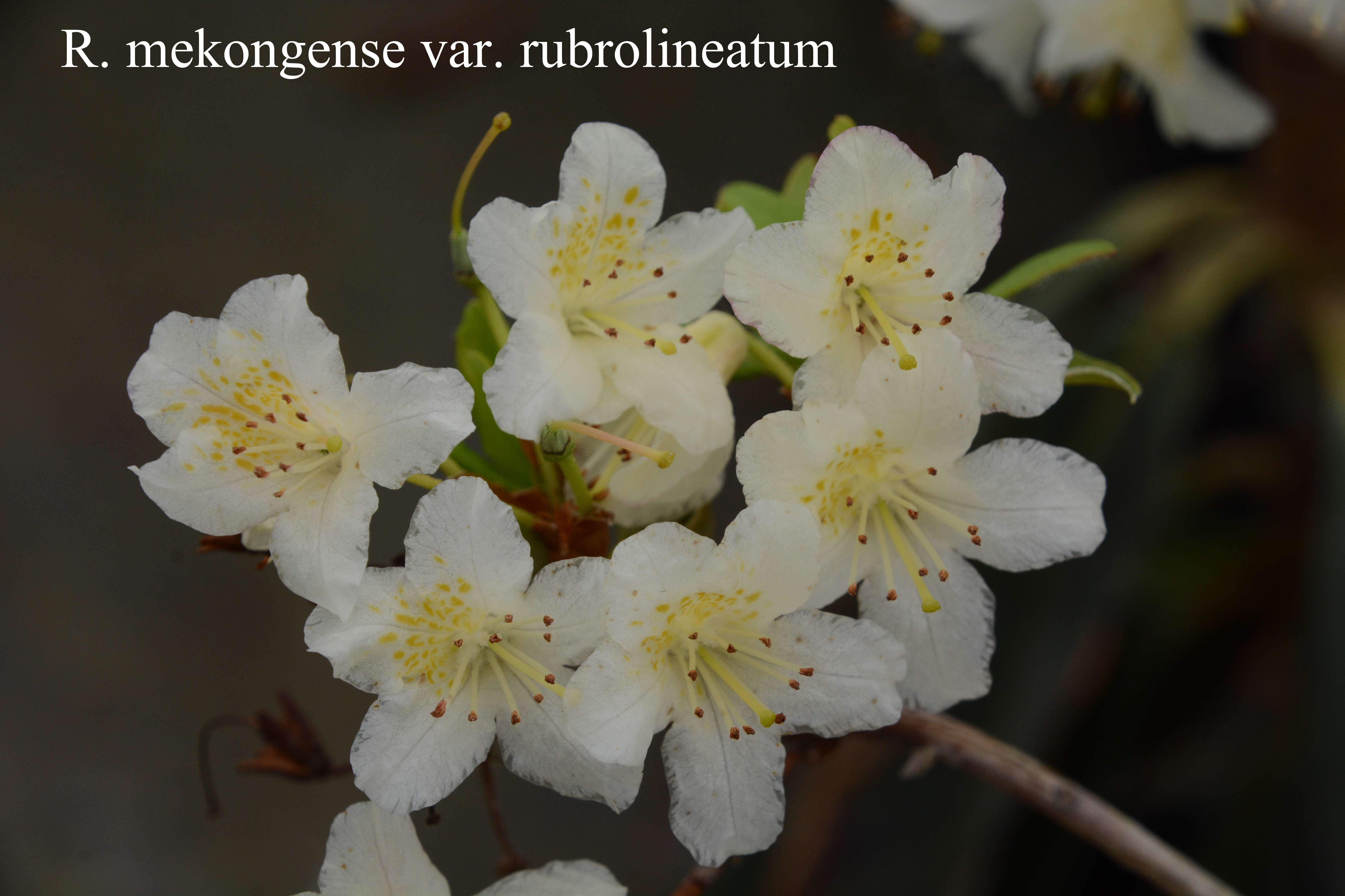 Rhododendron mekongense var rubrolineatum photo