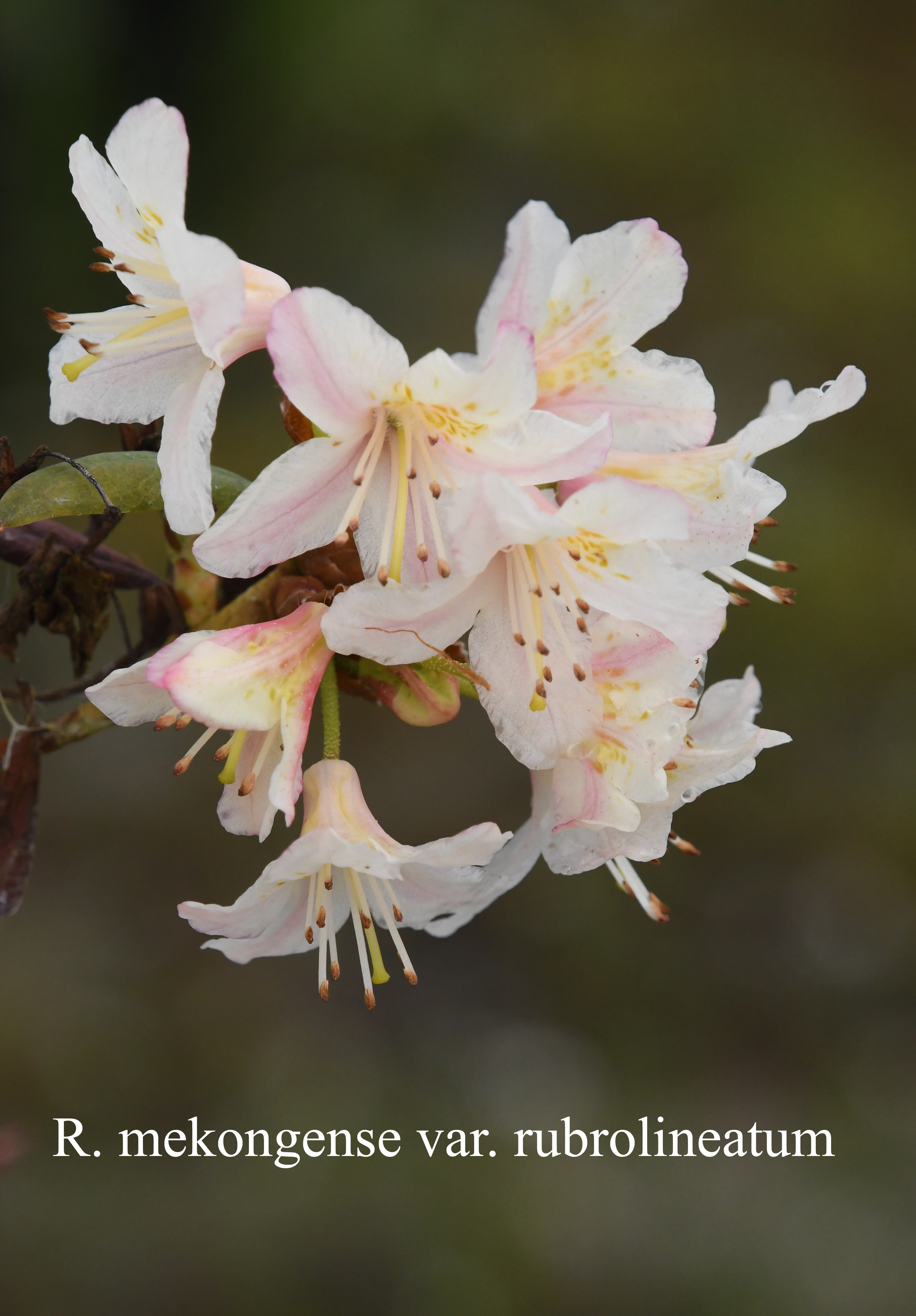 Rhododendron mekongense var rubrolineatum photo
