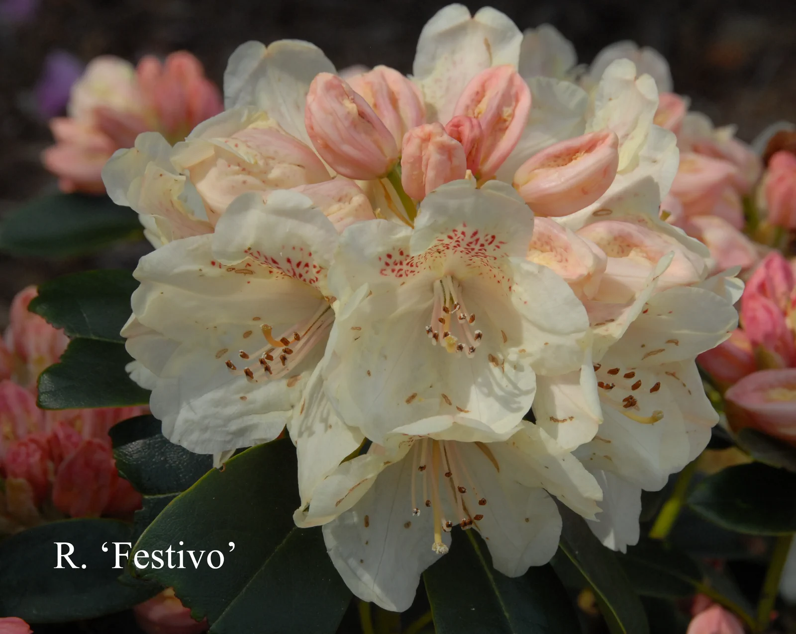R. 'Festivo' photo of R. 'Festivo'. Location: Fearing's Farm Nursery, Abbotsford, BC, Canada. Photo by: Harold Fearing