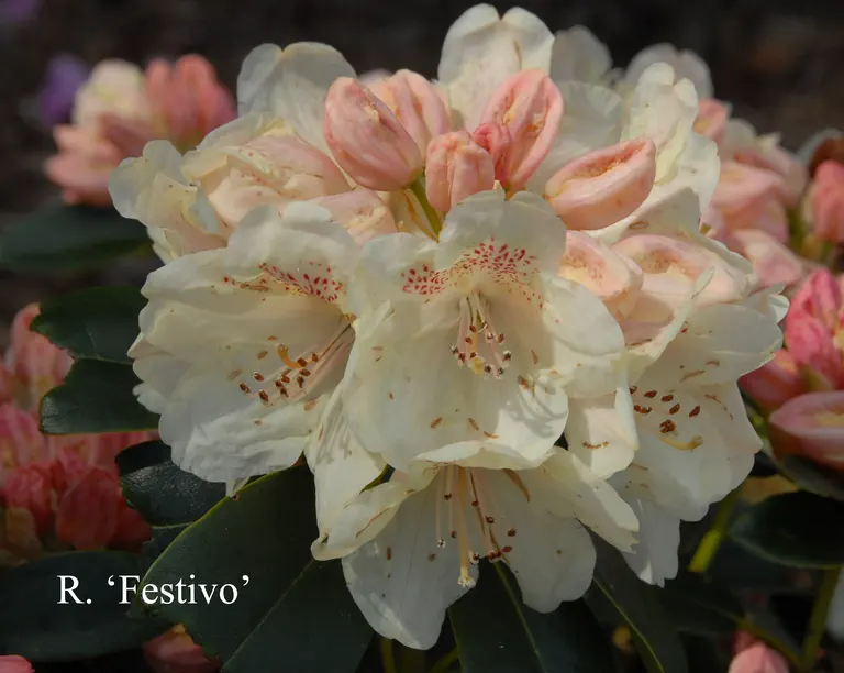 Photo of R. 'Festivo', Rhododendron Hybrid