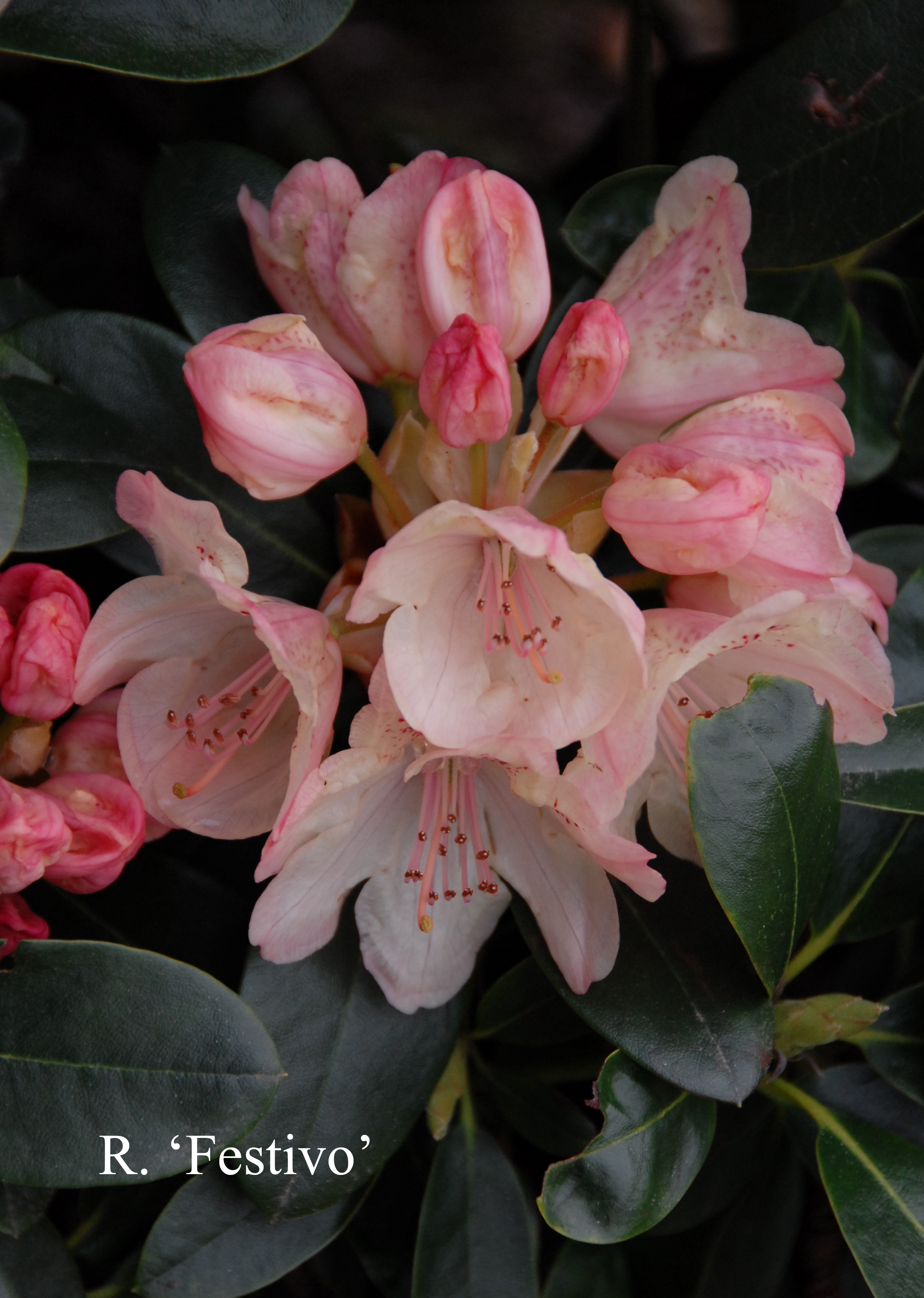 Rhododendron Festivo photo
