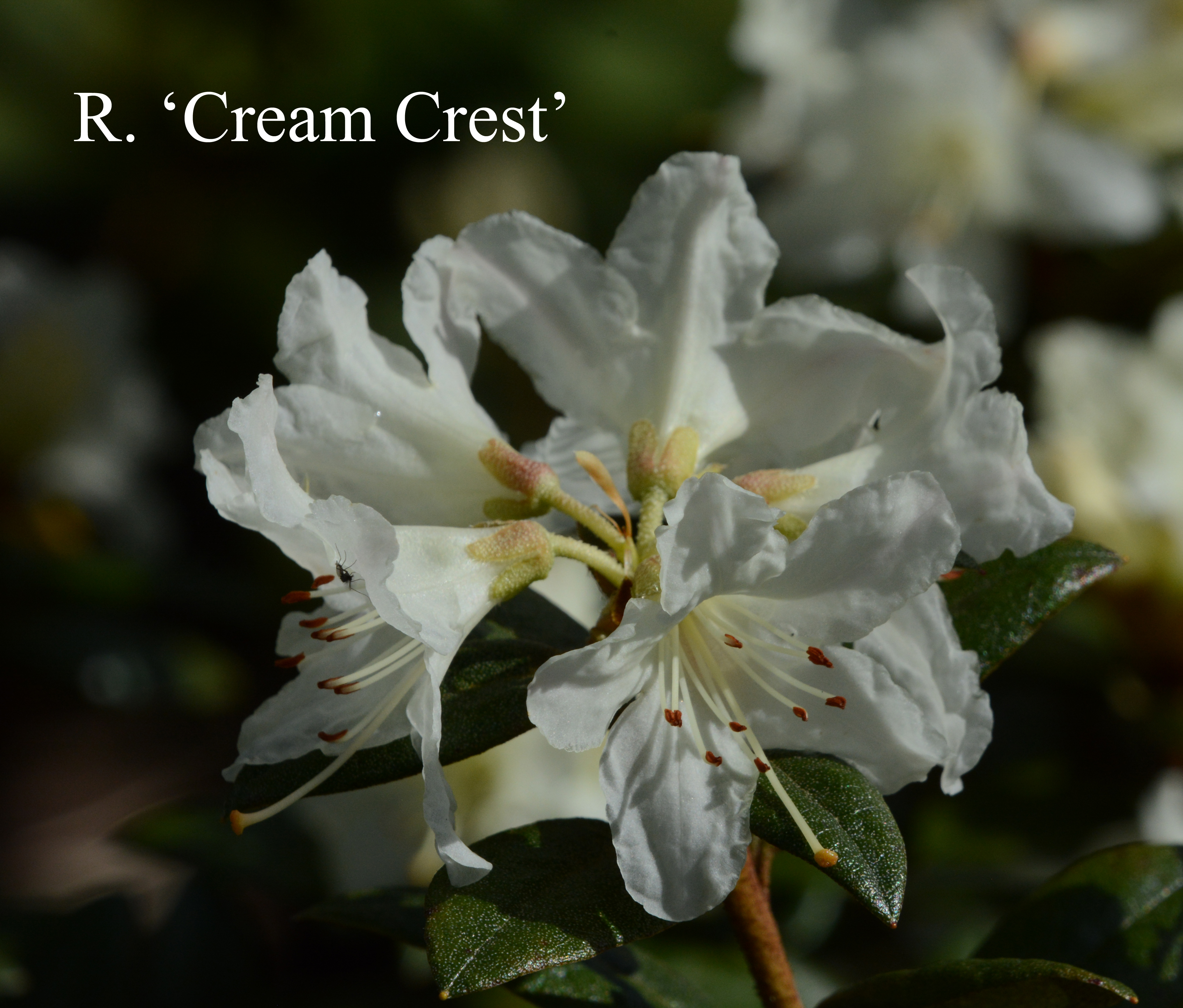 Rhododendron Cream Crest photo