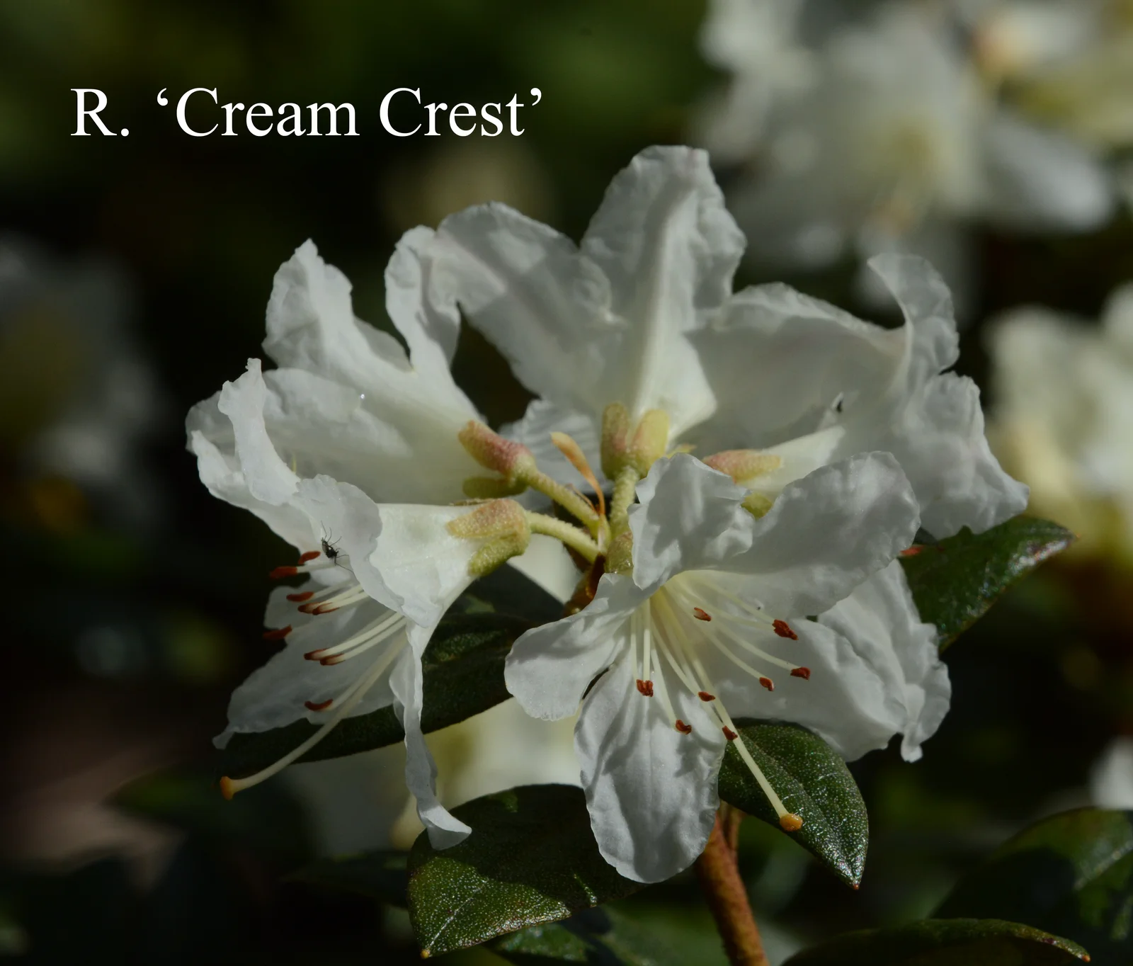 R. 'Cream Crest' photo of R. 'Cream Crest'. Location: Fearing's Farm Nursery, Abbotsford, BC, Canada. Photo by: Harold Fearing