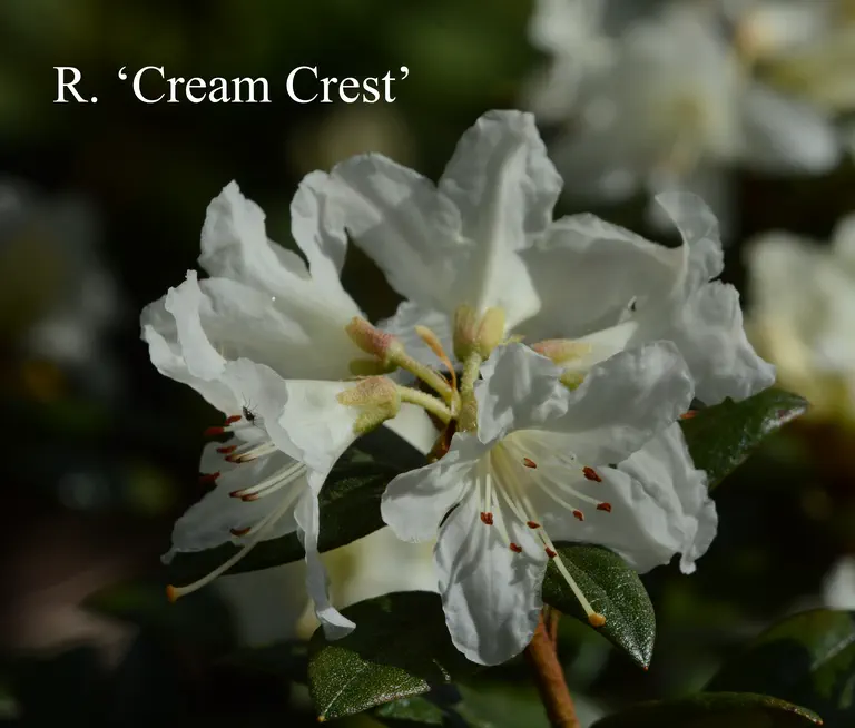 Photo of R. 'Cream Crest', Rhododendron Hybrid