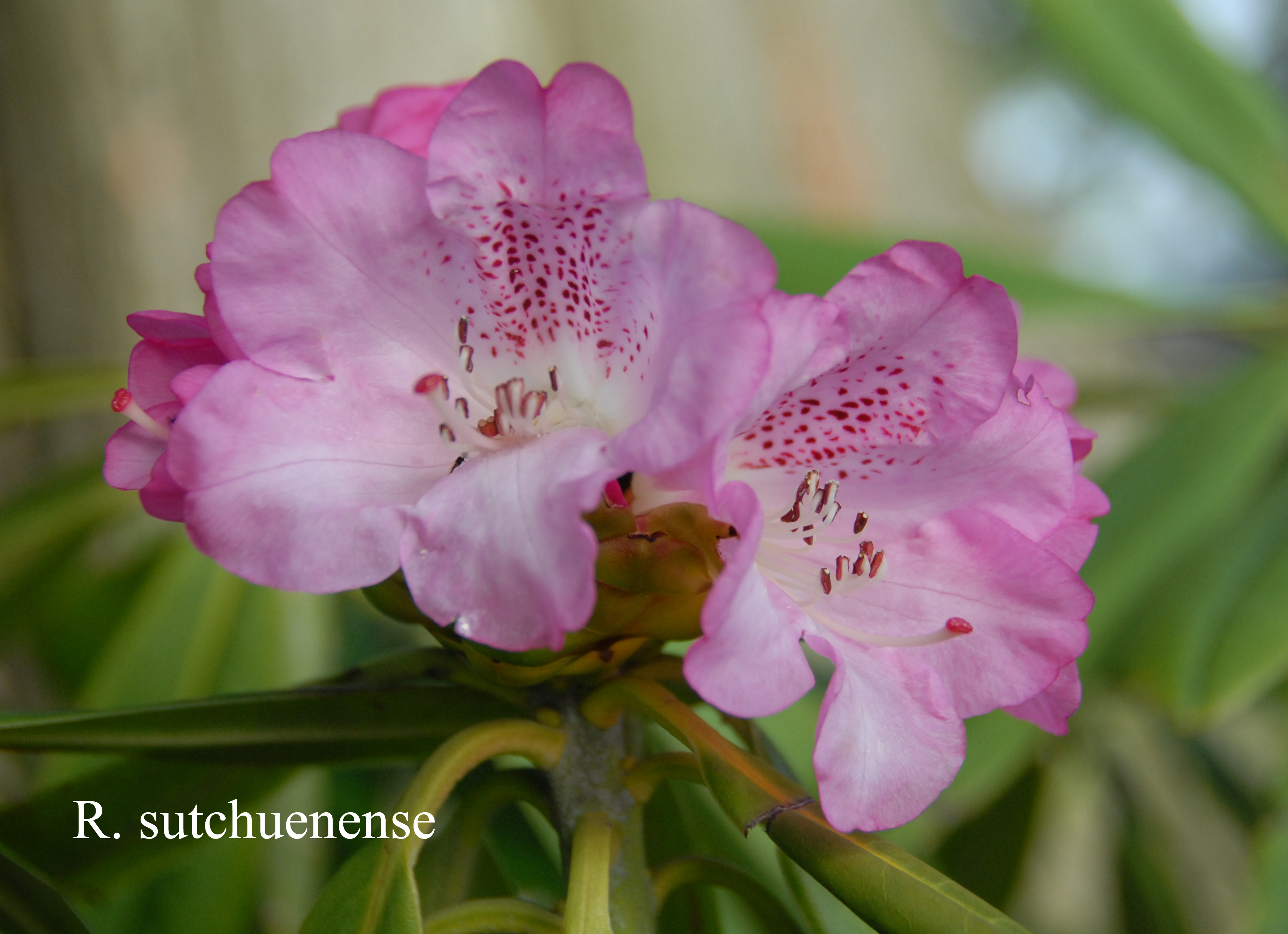 Rhododendron sutchuenense photo