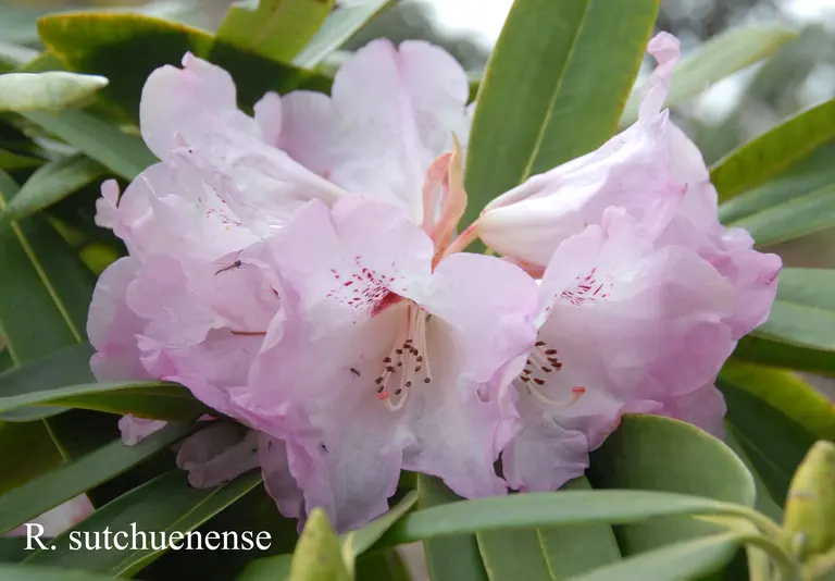 Photo of R. sutchuenense, Species