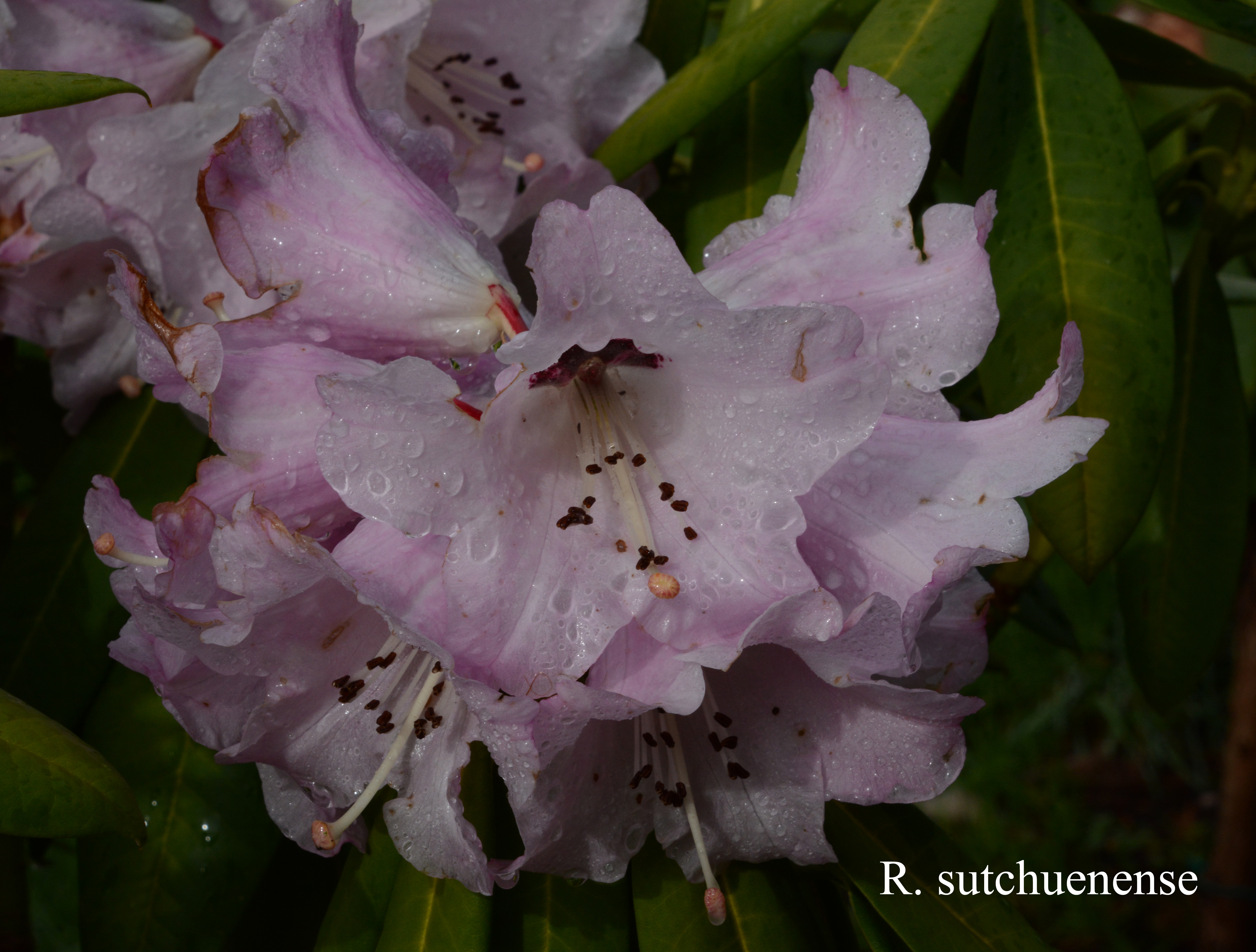 Rhododendron sutchuenense photo