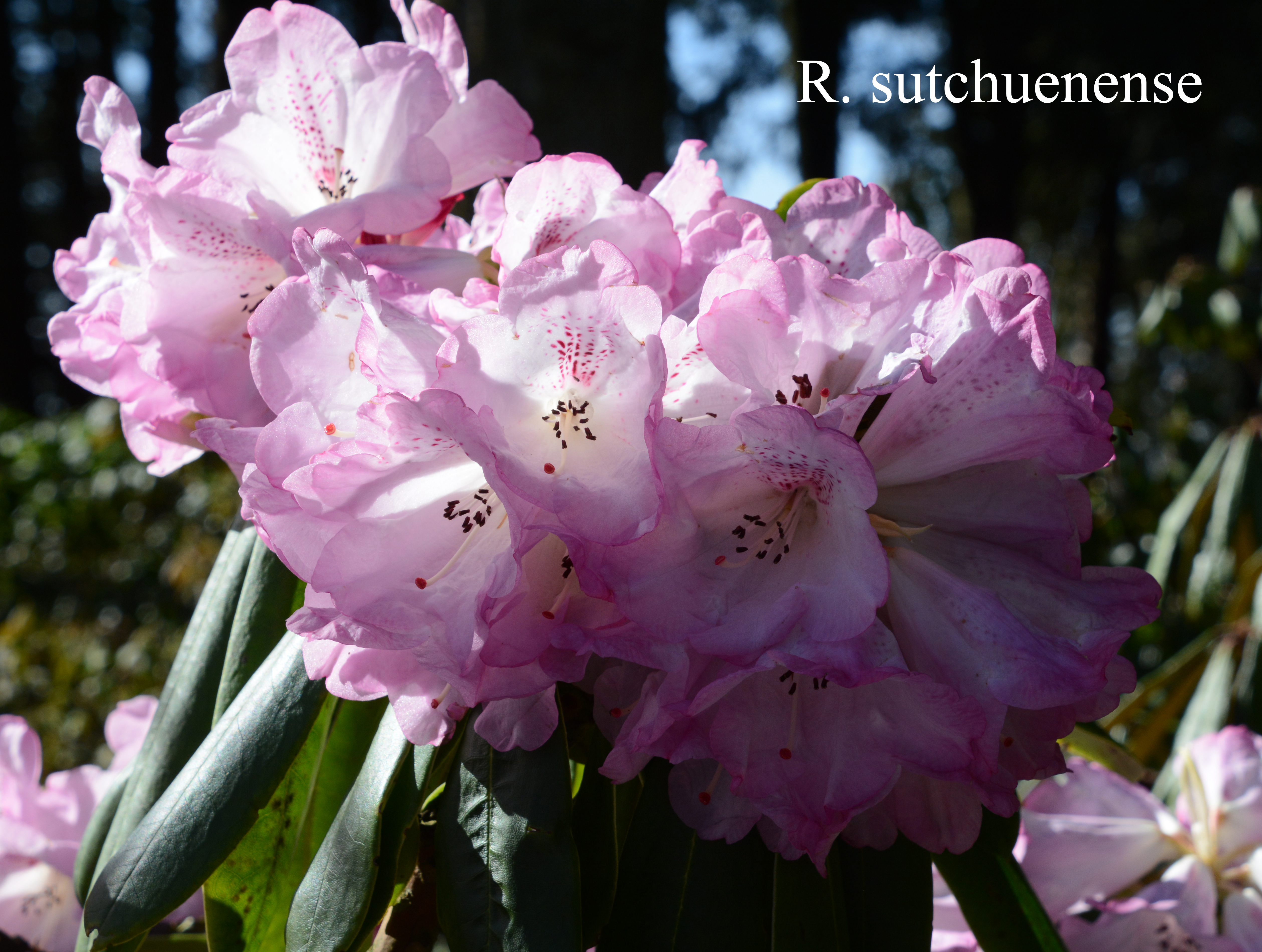Rhododendron sutchuenense photo