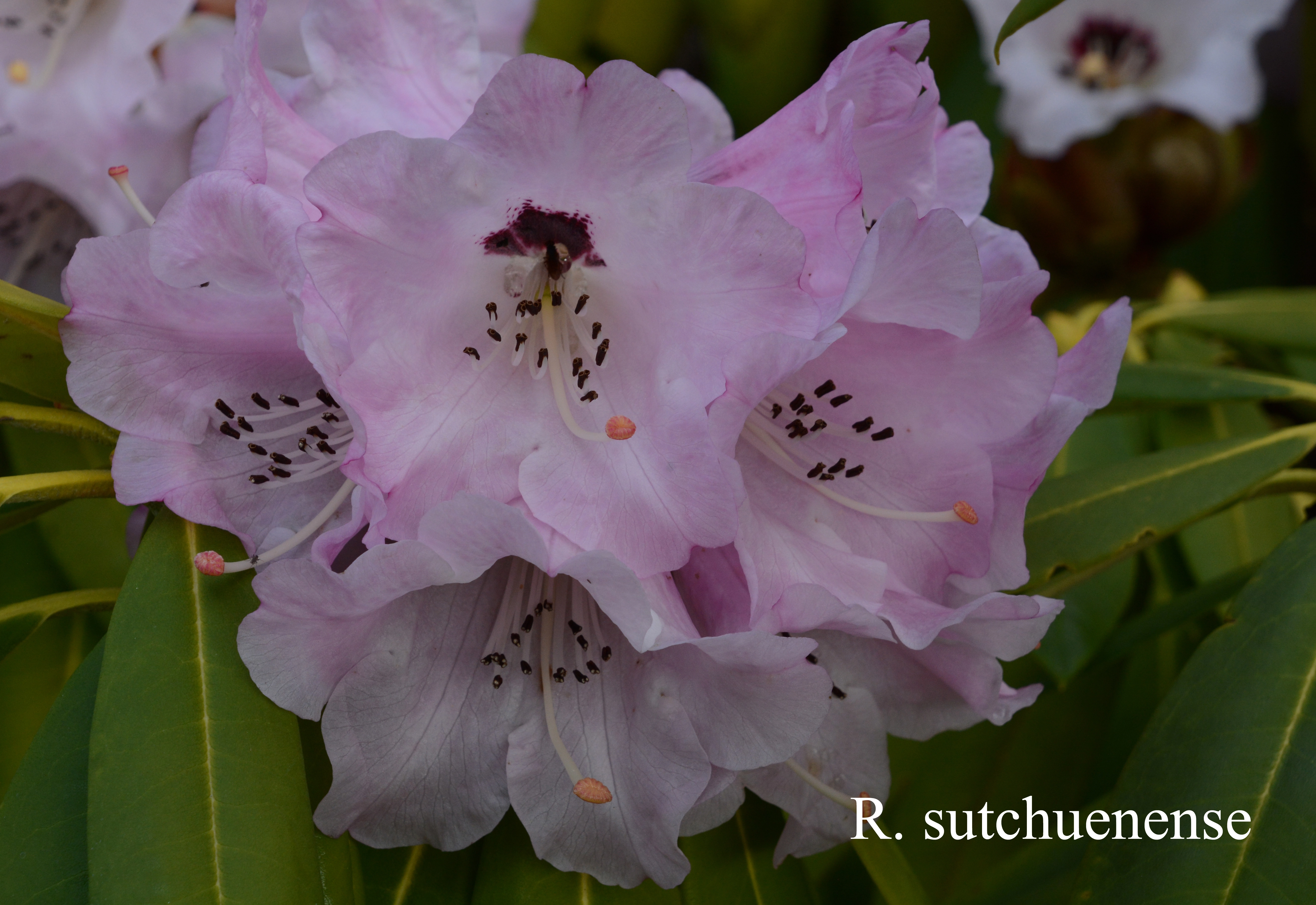Rhododendron sutchuenense photo