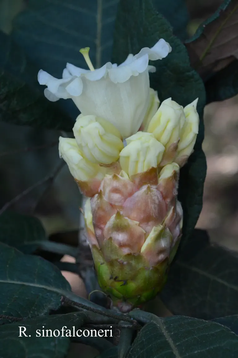 Photo of R. sinofalconeri, Species