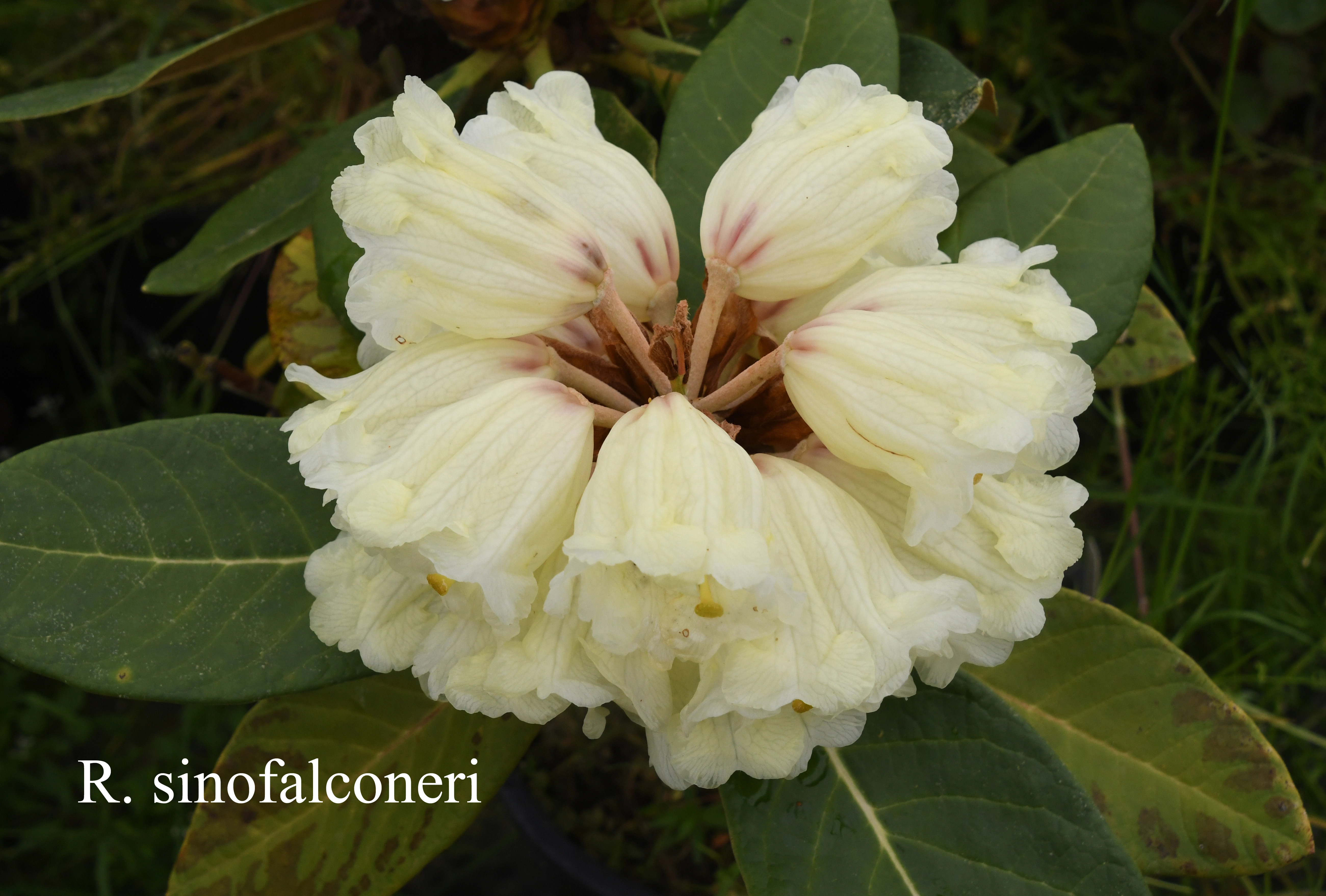 Rhododendron sinofalconeri photo