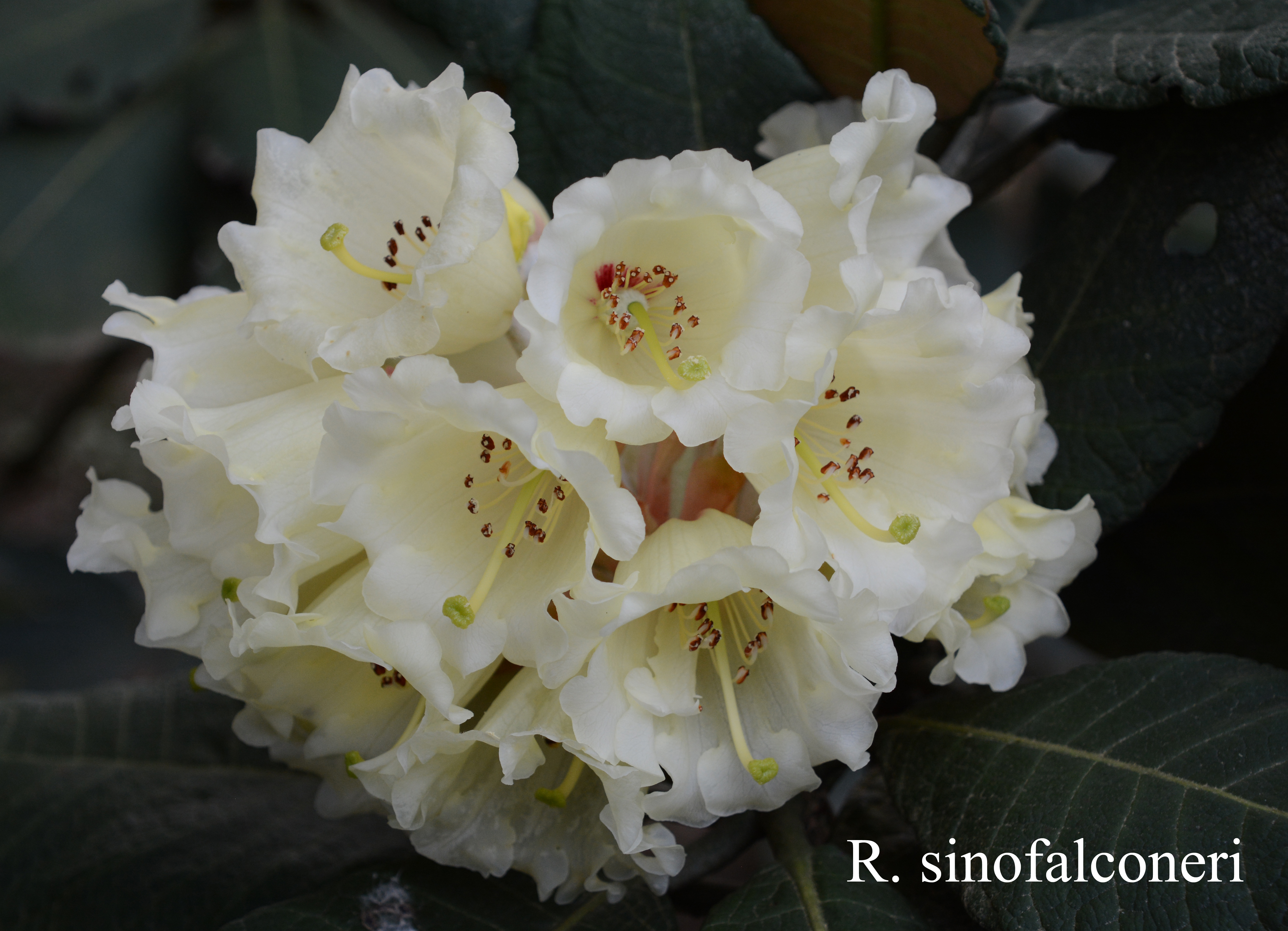 Rhododendron sinofalconeri photo