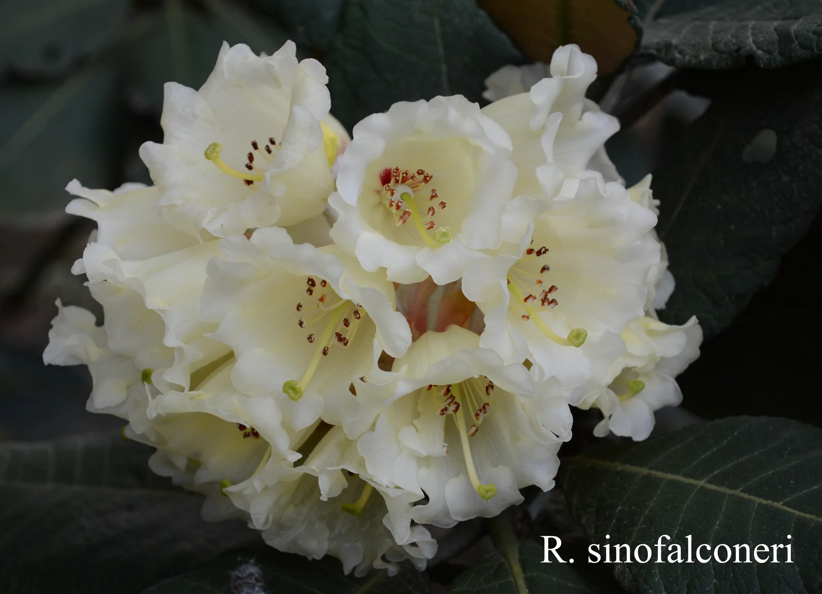 R. sinofalconeri photo of R. sinofalconeri. Location: Fearing's Farm Nursery, Abbotsford, BC, Canada. Photo by: Harold Fearing