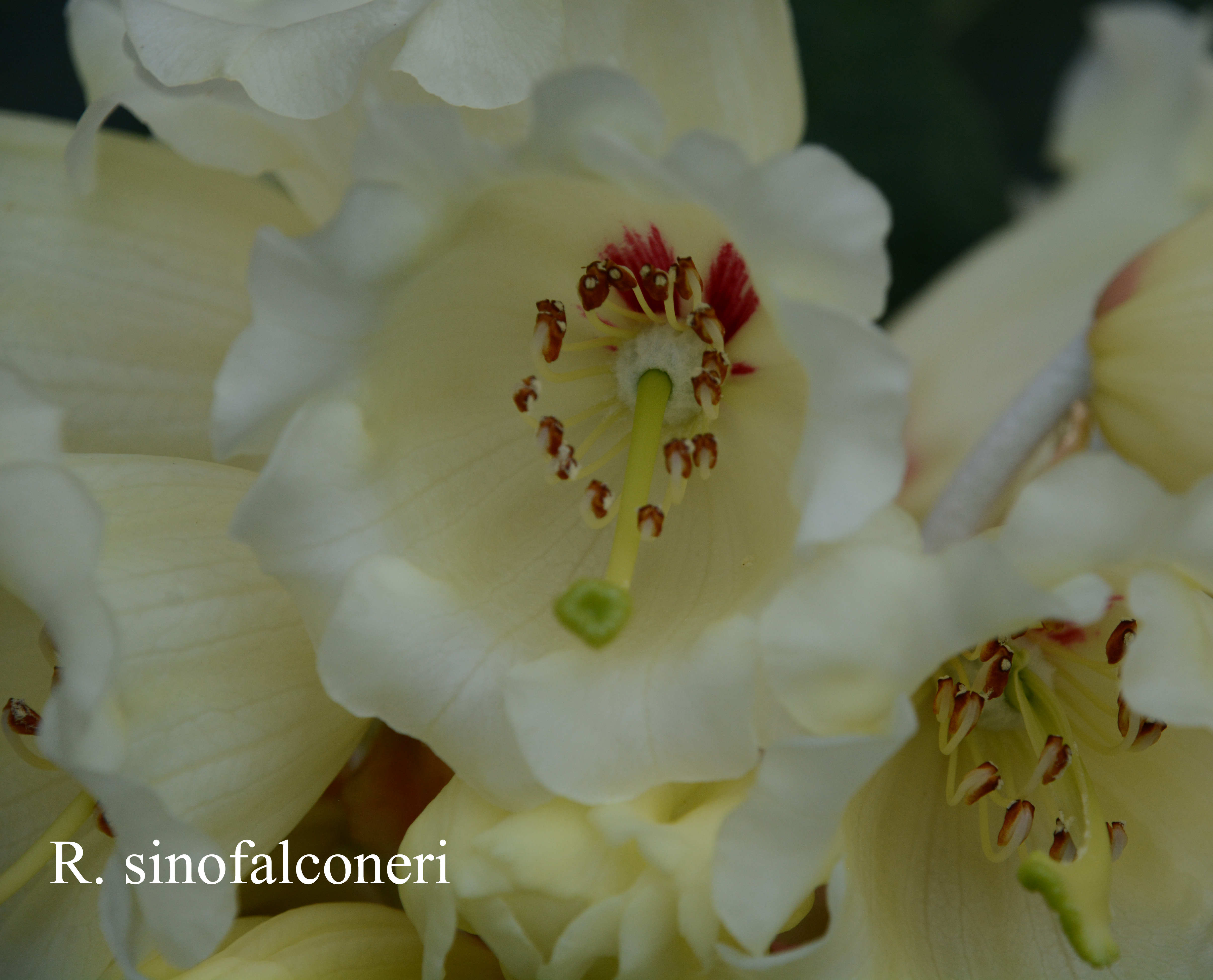 Rhododendron sinofalconeri photo