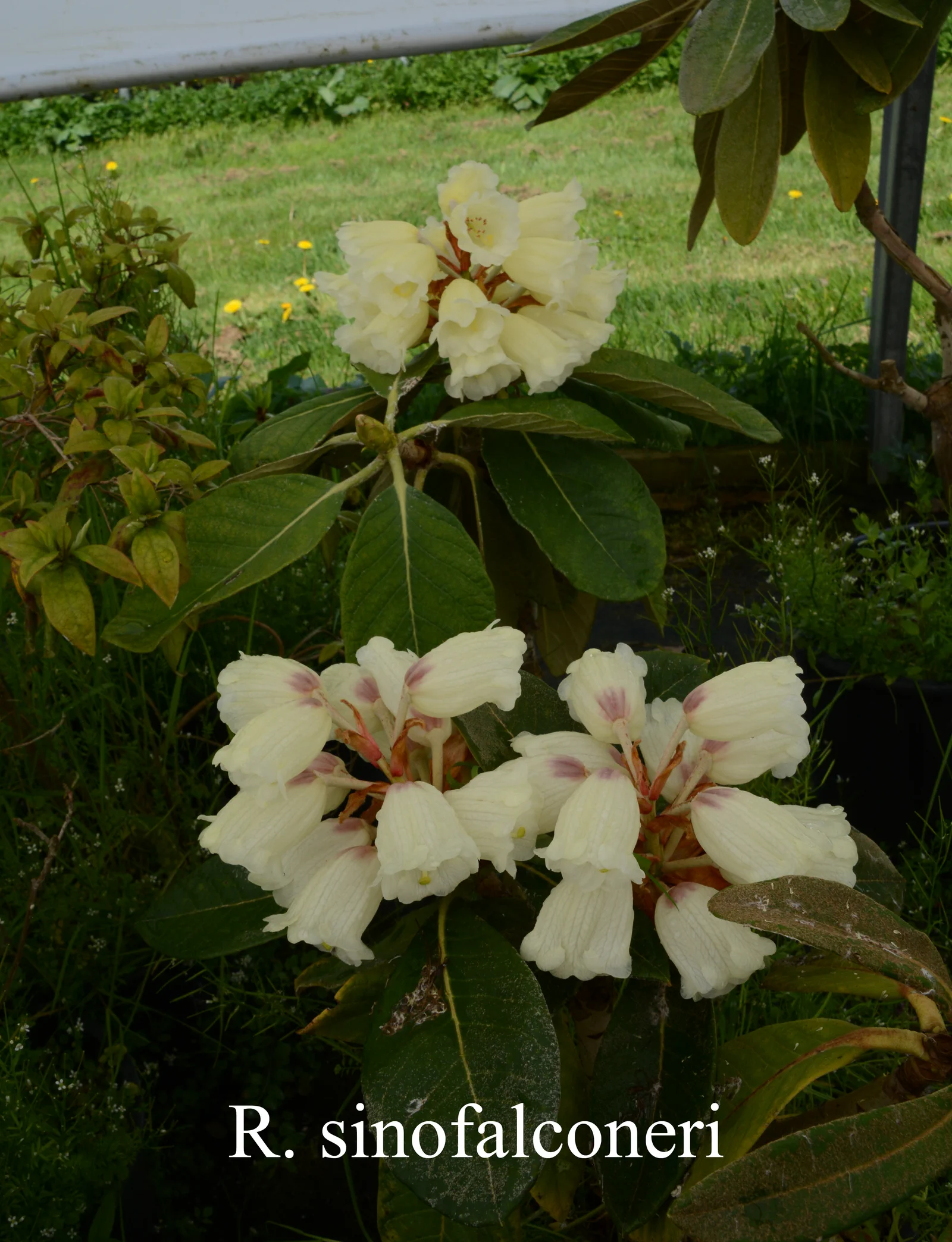 R. sinofalconeri photo of R. sinofalconeri. Back Front. Location: Fearing's Farm Nursery, Abbotsford, BC, Canada. Photo by: Harold Fearing