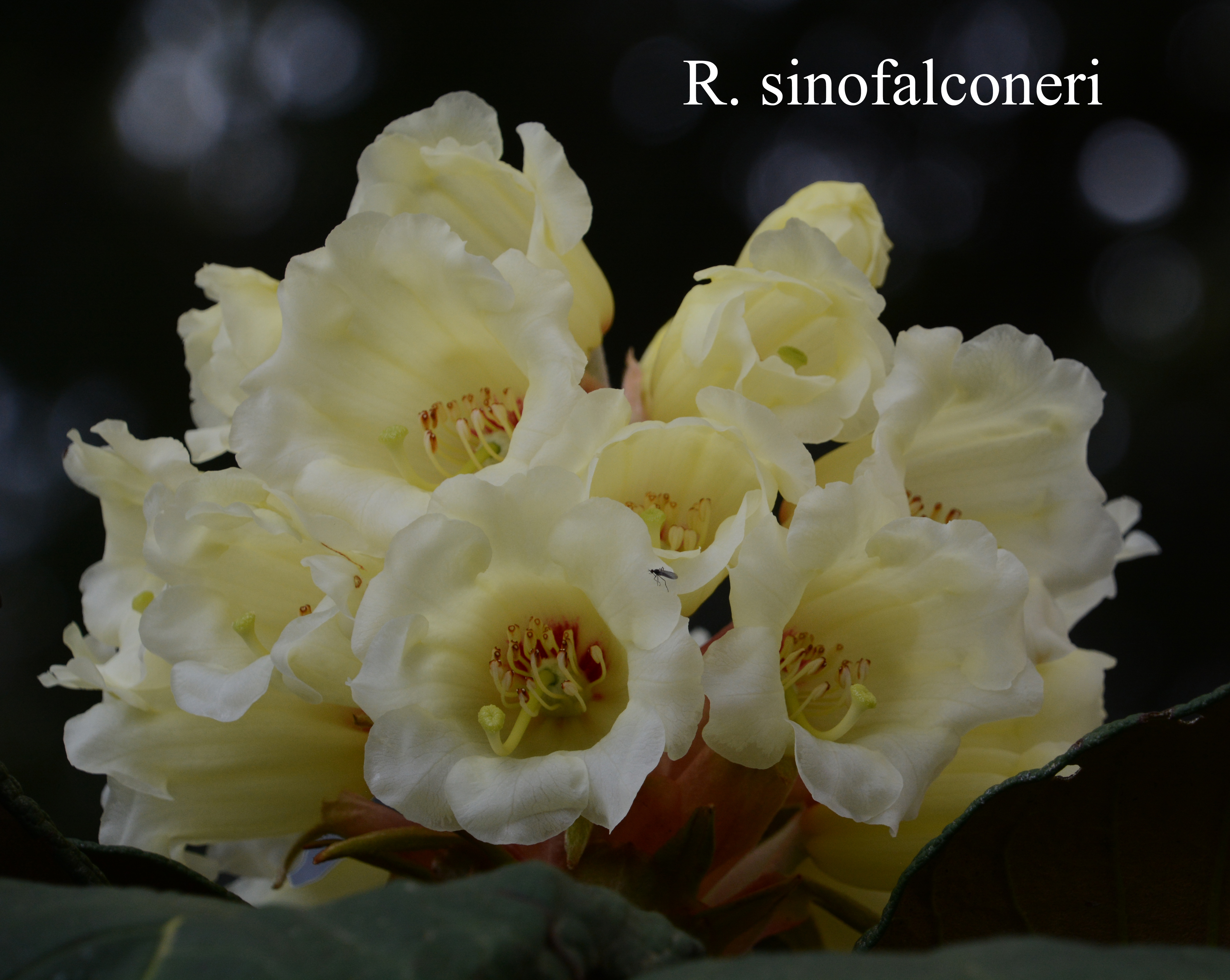 Rhododendron sinofalconeri photo