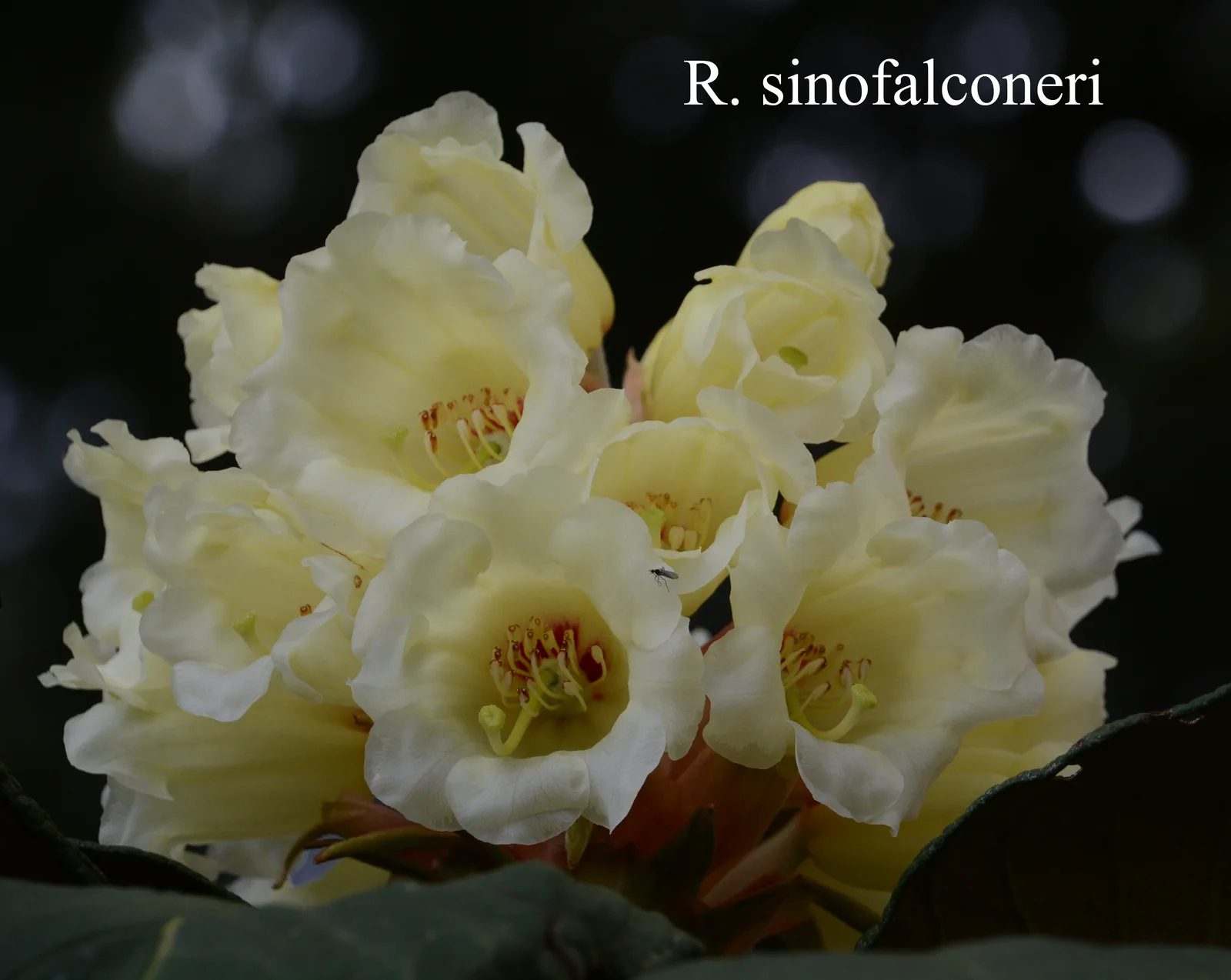 R. sinofalconeri photo of R. sinofalconeri. Location: Fearing's Farm Nursery, Abbotsford, BC, Canada. Photo by: Harold Fearing