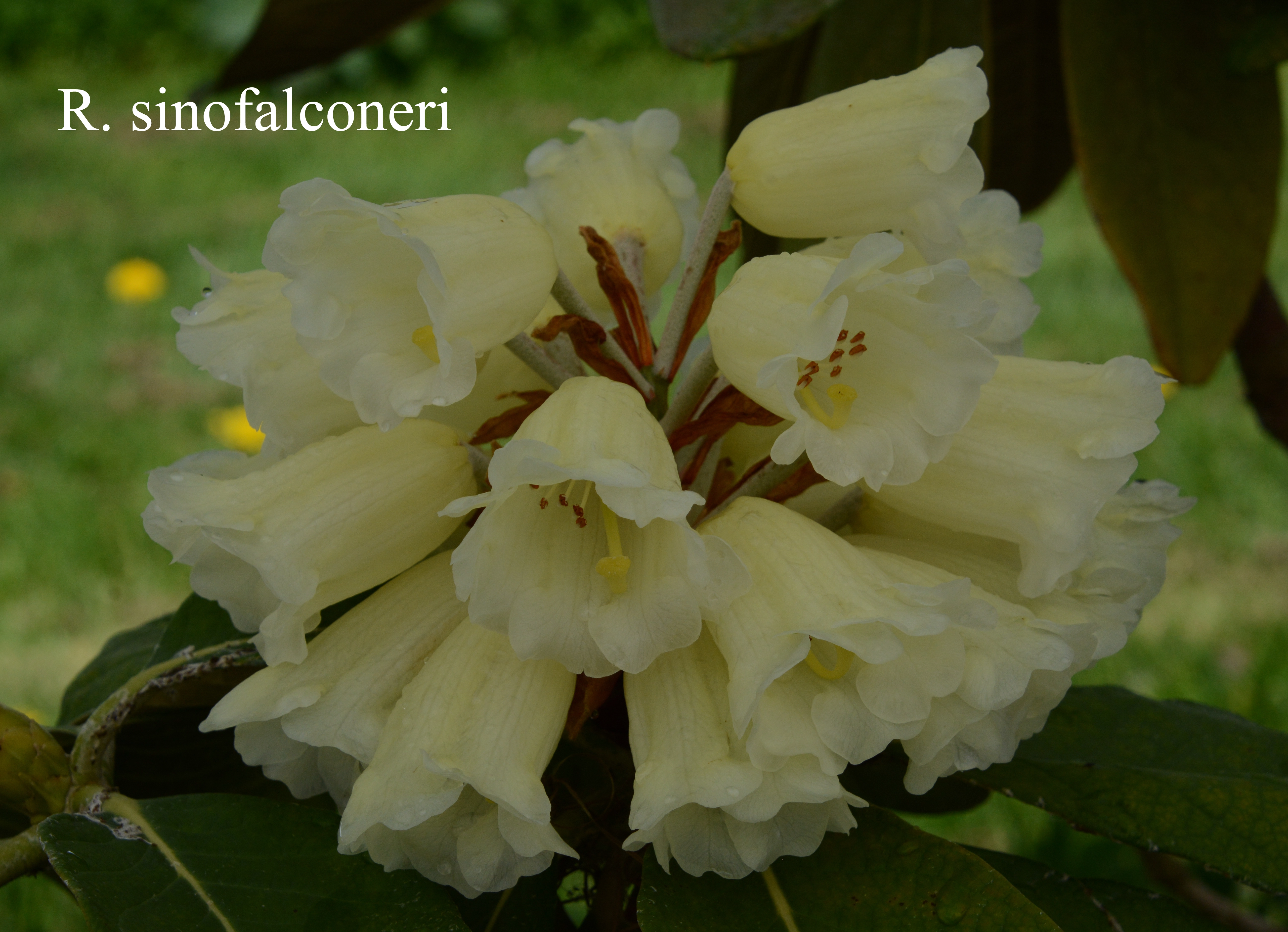 Rhododendron sinofalconeri photo