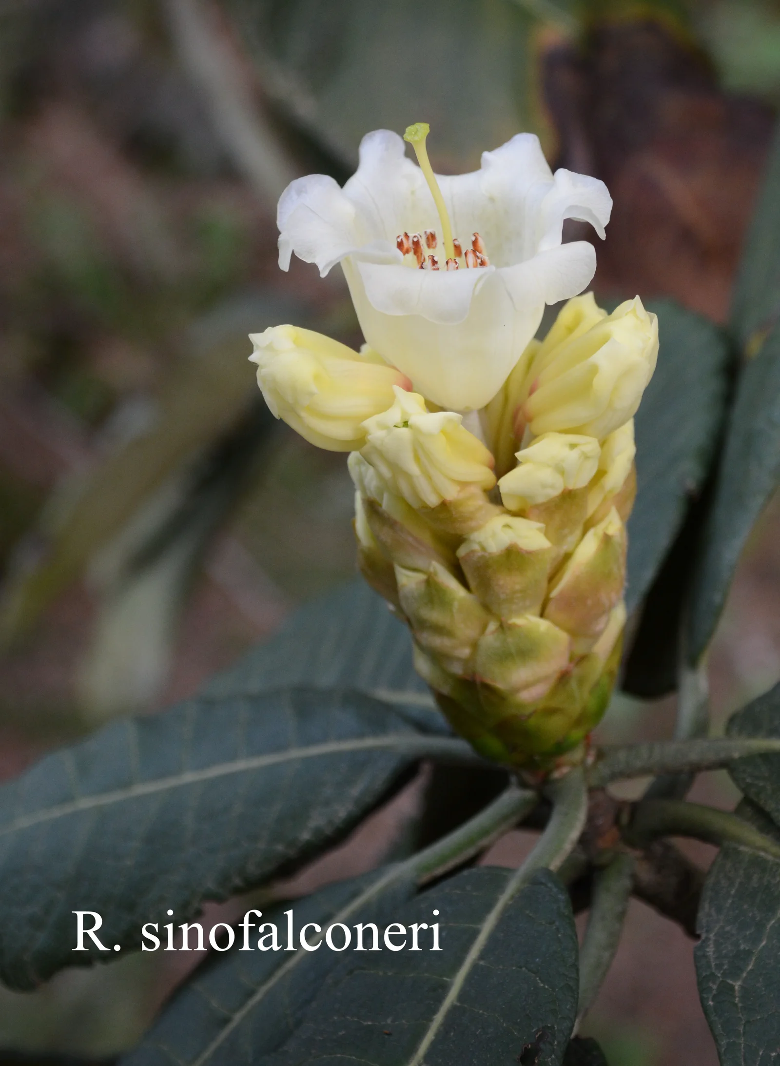 R. sinofalconeri photo of R. sinofalconeri. Location: Fearing's Farm Nursery, Abbotsford, BC, Canada. Photo by: Harold Fearing