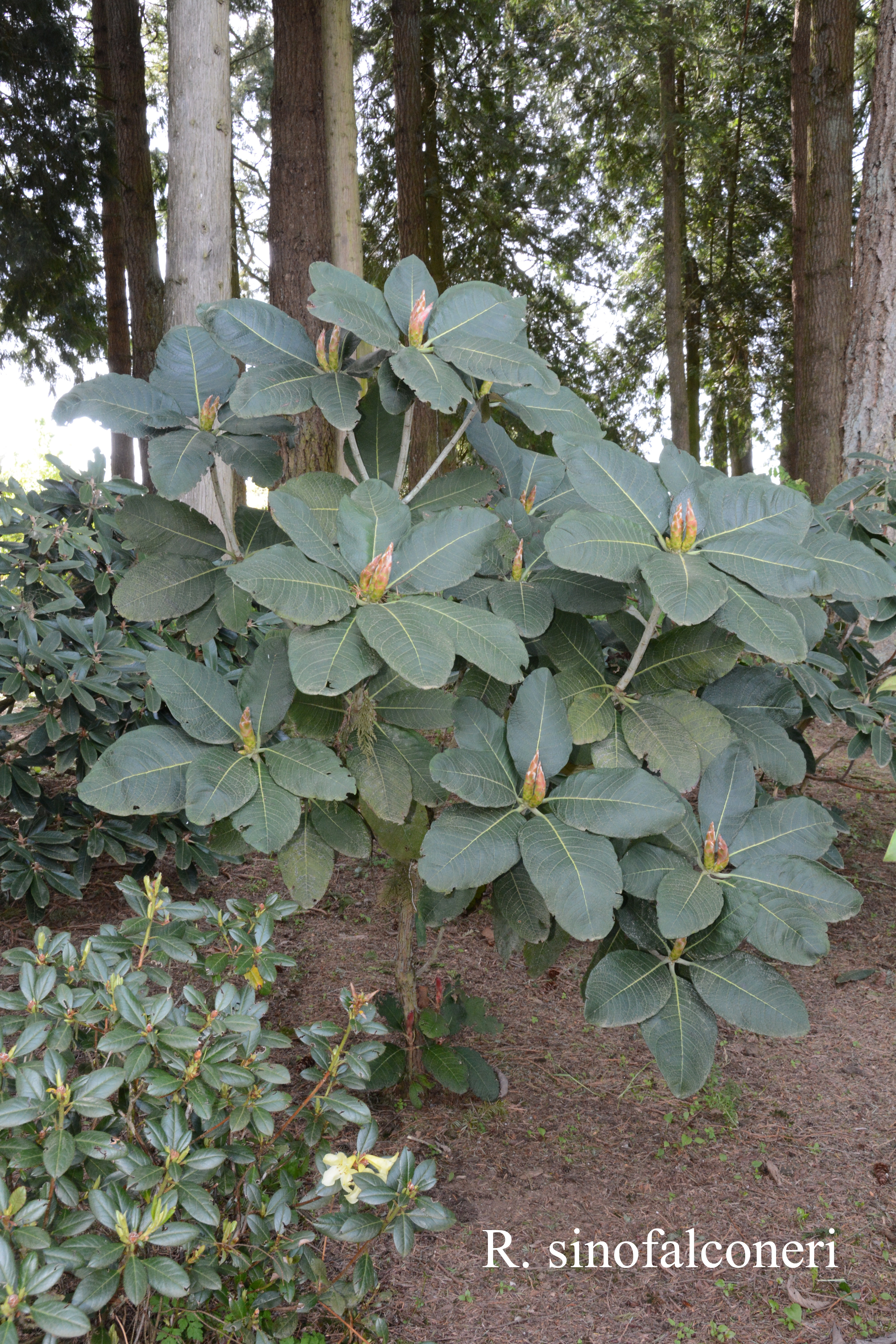 Rhododendron sinofalconeri photo