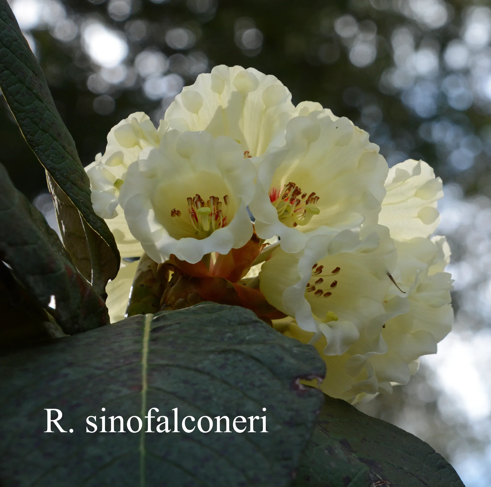 R. sinofalconeri photo of R. sinofalconeri. Location: Fearing's Farm Nursery, Abbotsford, BC, Canada. Photo by: Harold Fearing