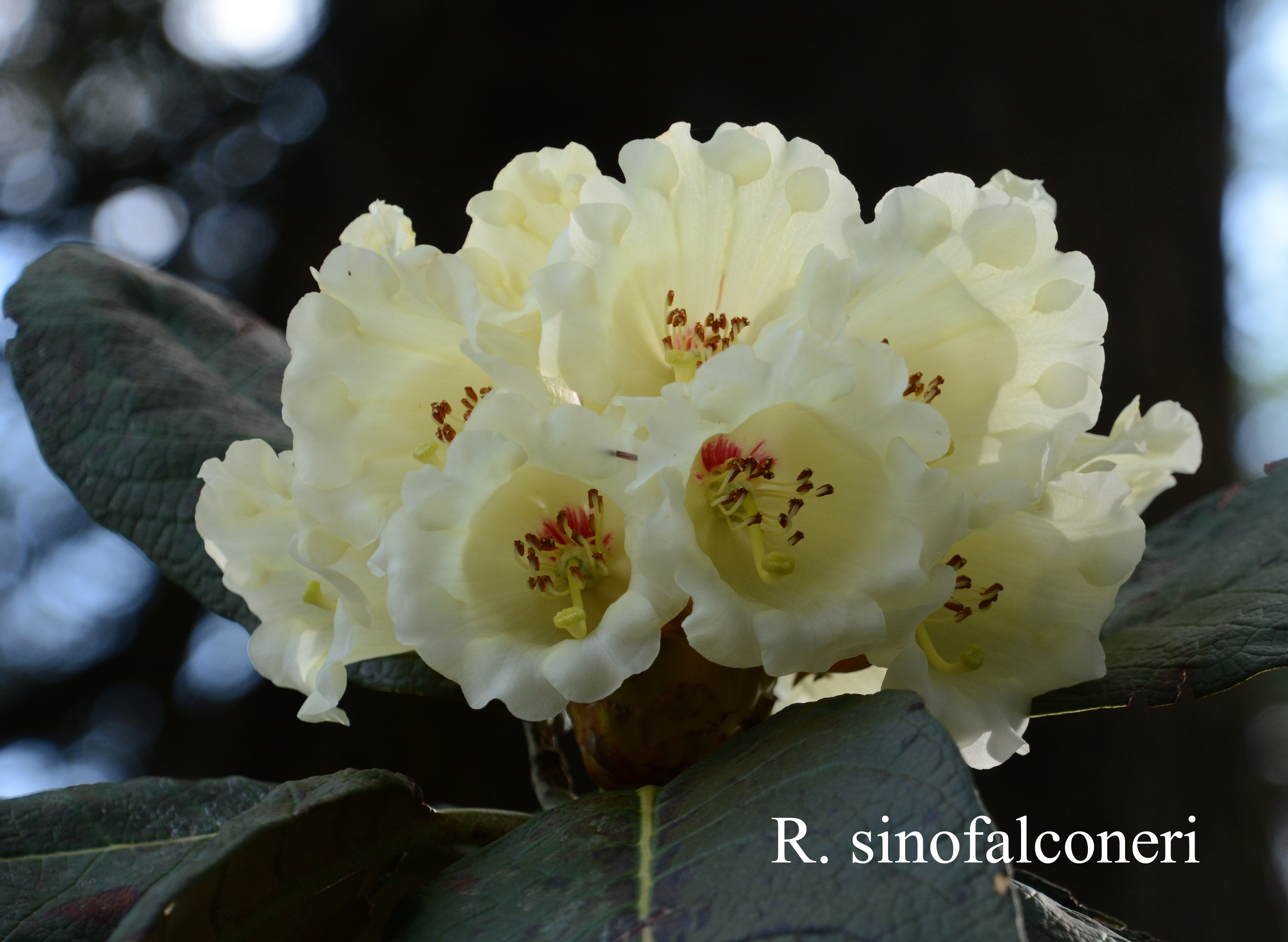 Rhododendron sinofalconeri photo