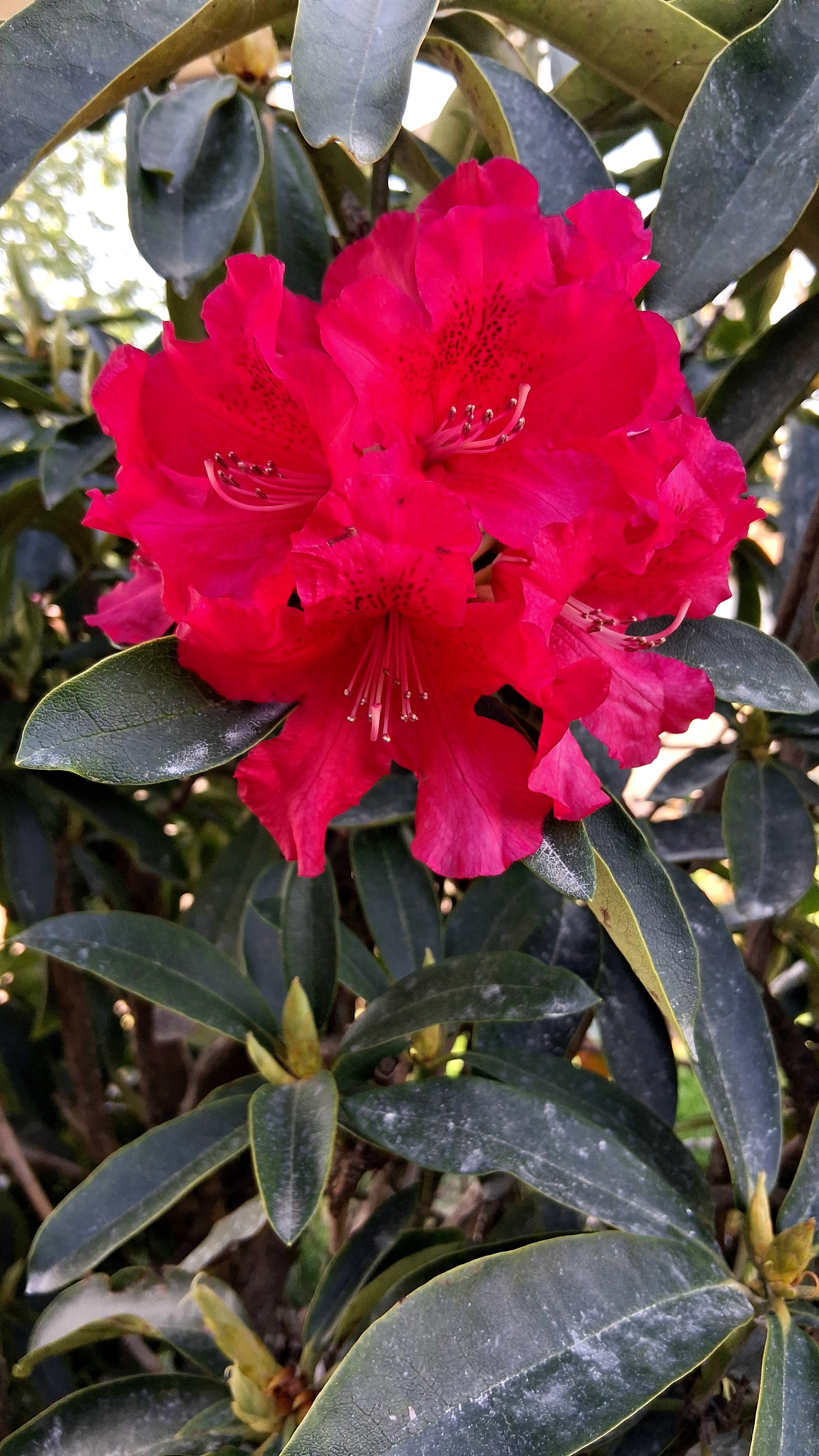 Rhododendron The Honourable Jean Marie de Montague photo