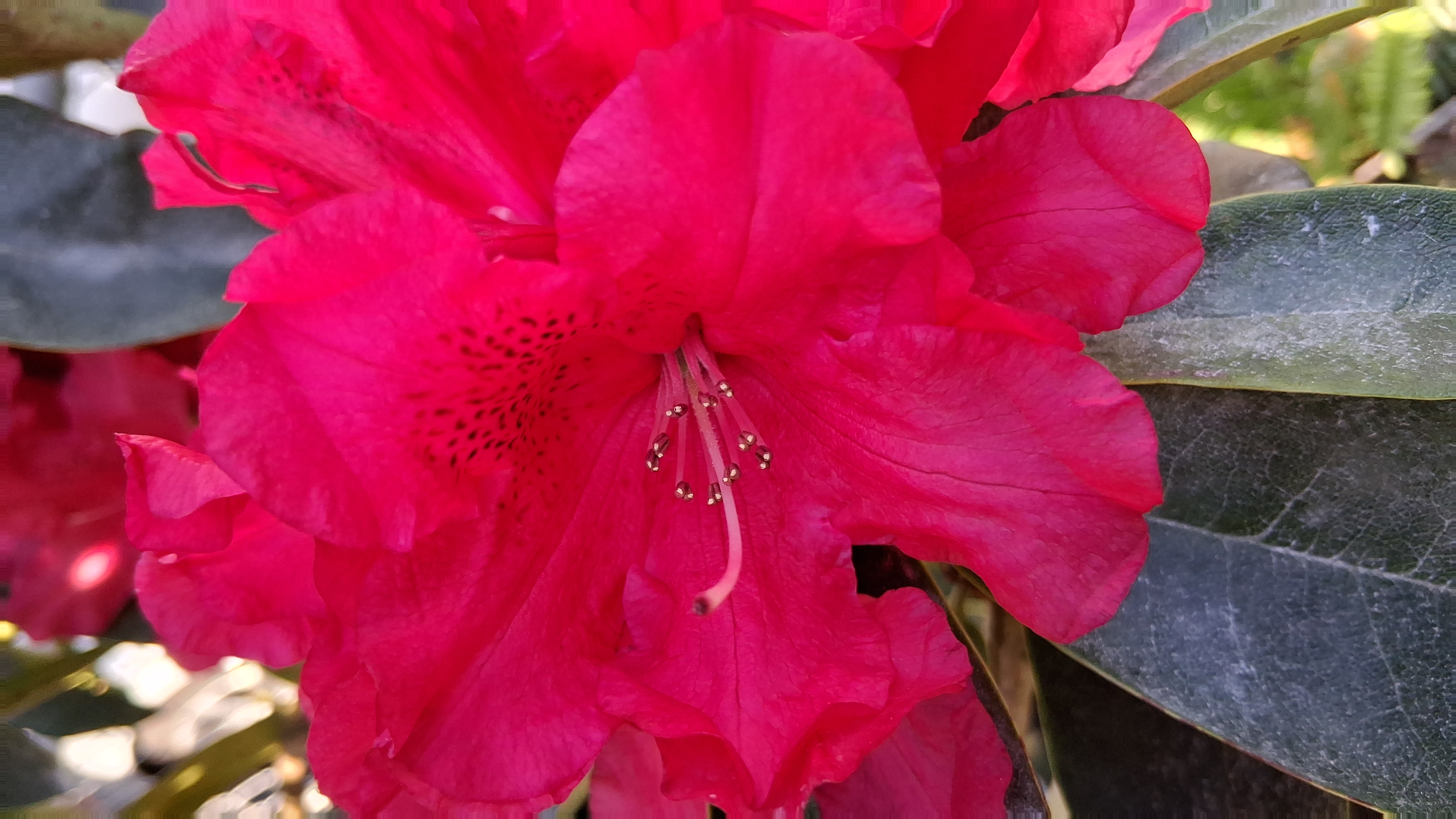 Rhododendron The Honourable Jean Marie de Montague photo