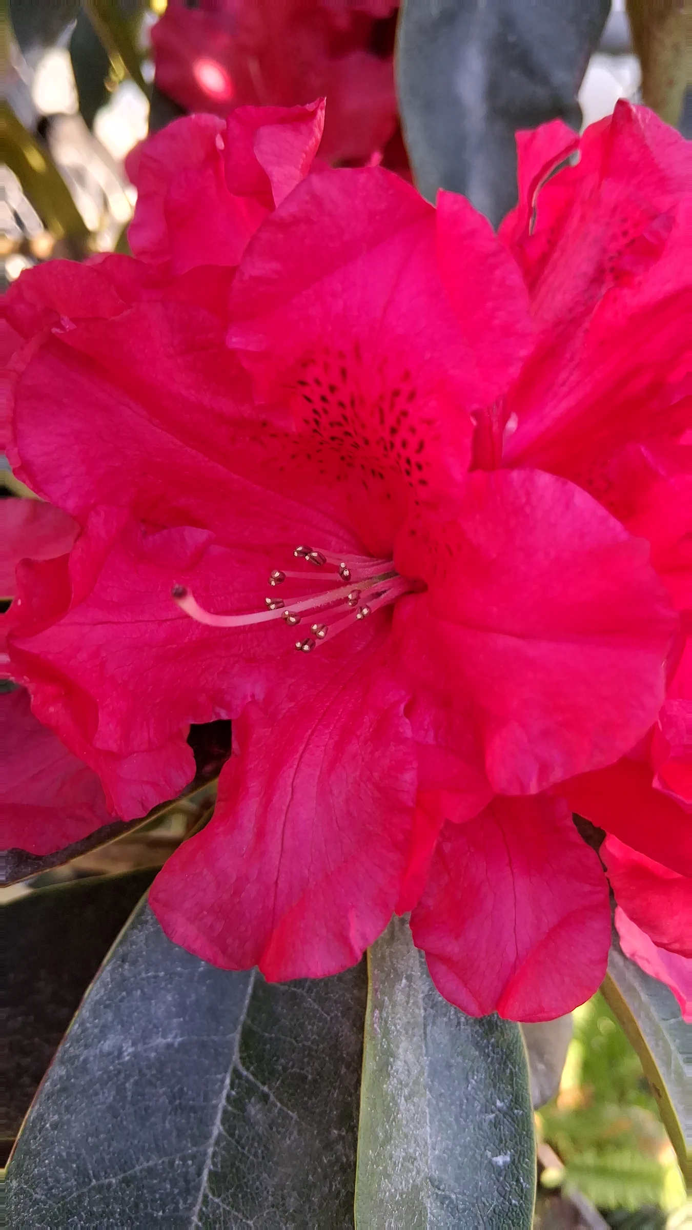 R. 'The Honourable Jean Marie de Montague' photo of R. 'The Honourable Jean Marie de Montague'. R. 'Jean Marie' flower close up on stamen and stigma.. Location: Private Garden Seatac, WA, USA. Photo by: Thatrhodylady