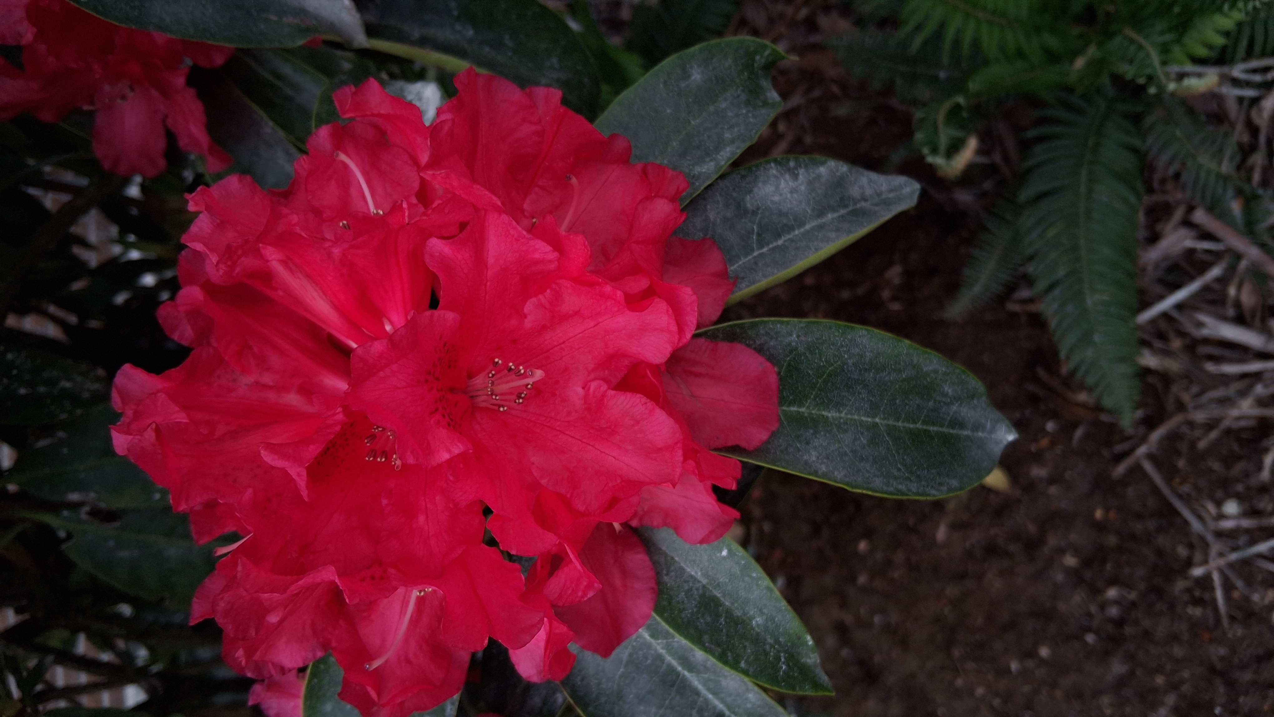 Rhododendron The Honourable Jean Marie de Montague photo