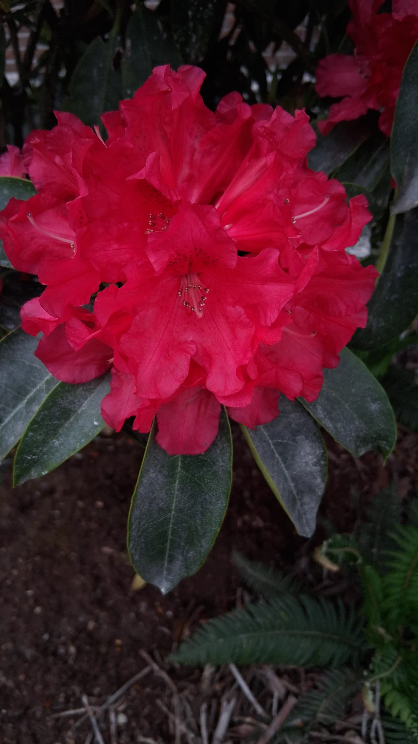 R. 'The Honourable Jean Marie de Montague' photo of R. 'The Honourable Jean Marie de Montague'. R. 'The Honourable Jean Marie de Montague' flowers.. Location: Private Garden Seatac, WA, USA. Photo by: Thatrhodylady