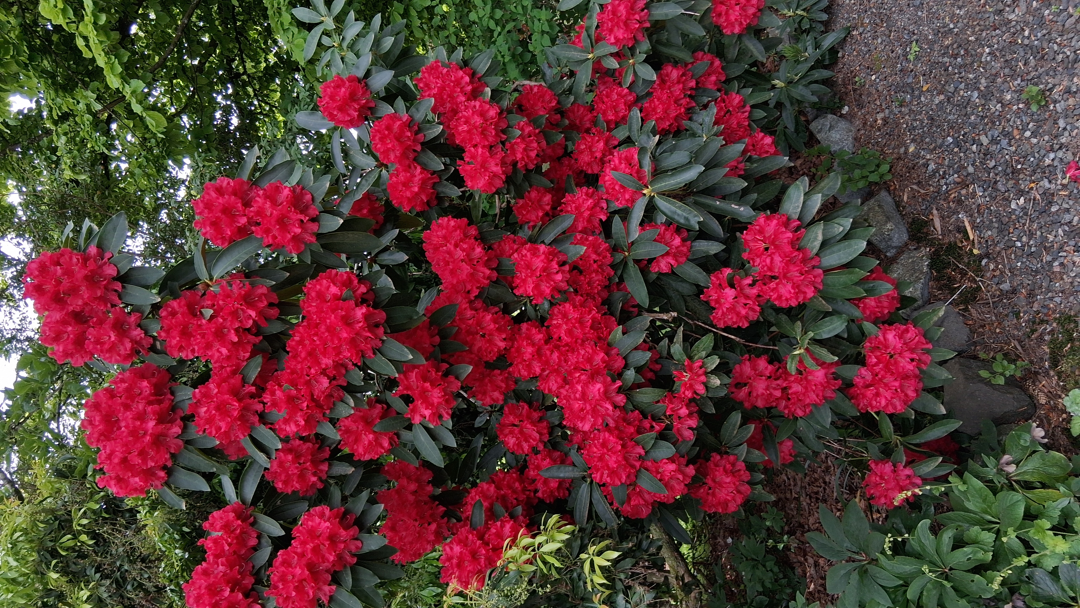 Rhododendron The Honourable Jean Marie de Montague photo