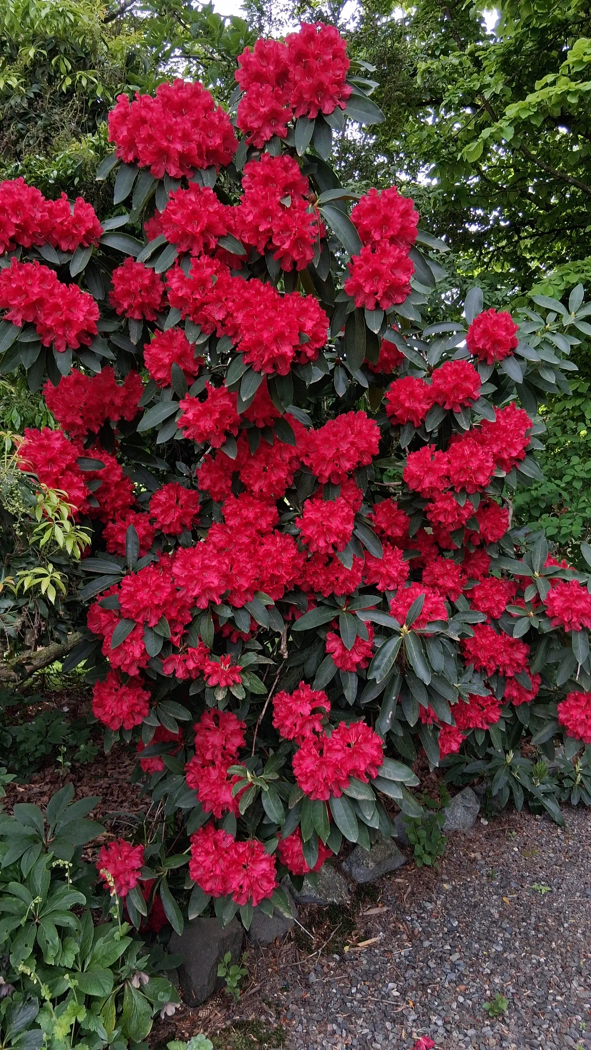 R. 'The Honourable Jean Marie de Montague' photo of R. 'The Honourable Jean Marie de Montague'. R. 'The Honourable Jean Marie de Montague' large shrub.. Location: Soos Creek Botanical Garden. Photo by: Thatrhodylady