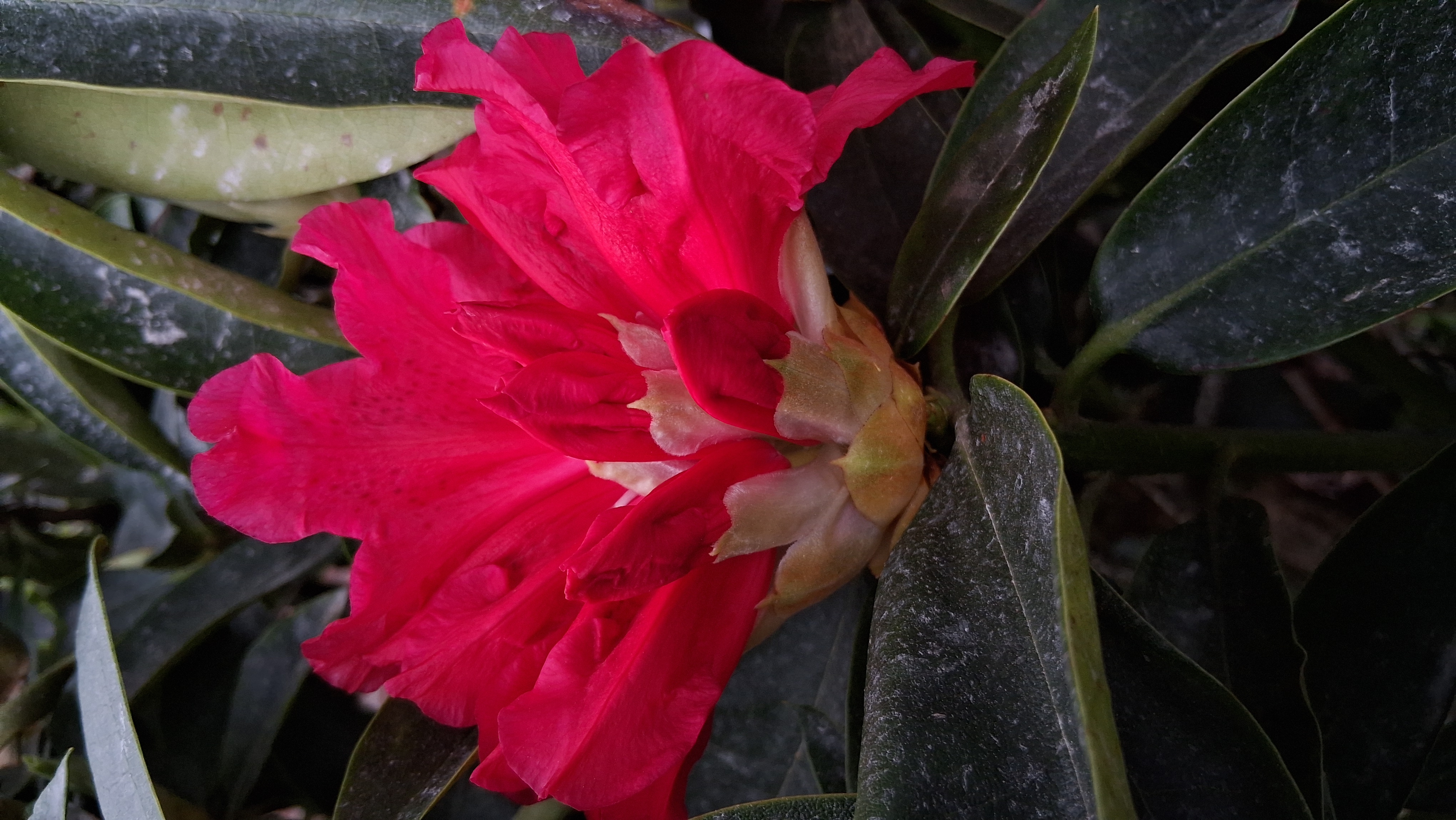 Rhododendron The Honourable Jean Marie de Montague photo