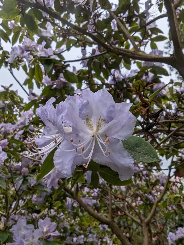 Photo of R. 'Saint Tudy', Rhododendron Hybrid