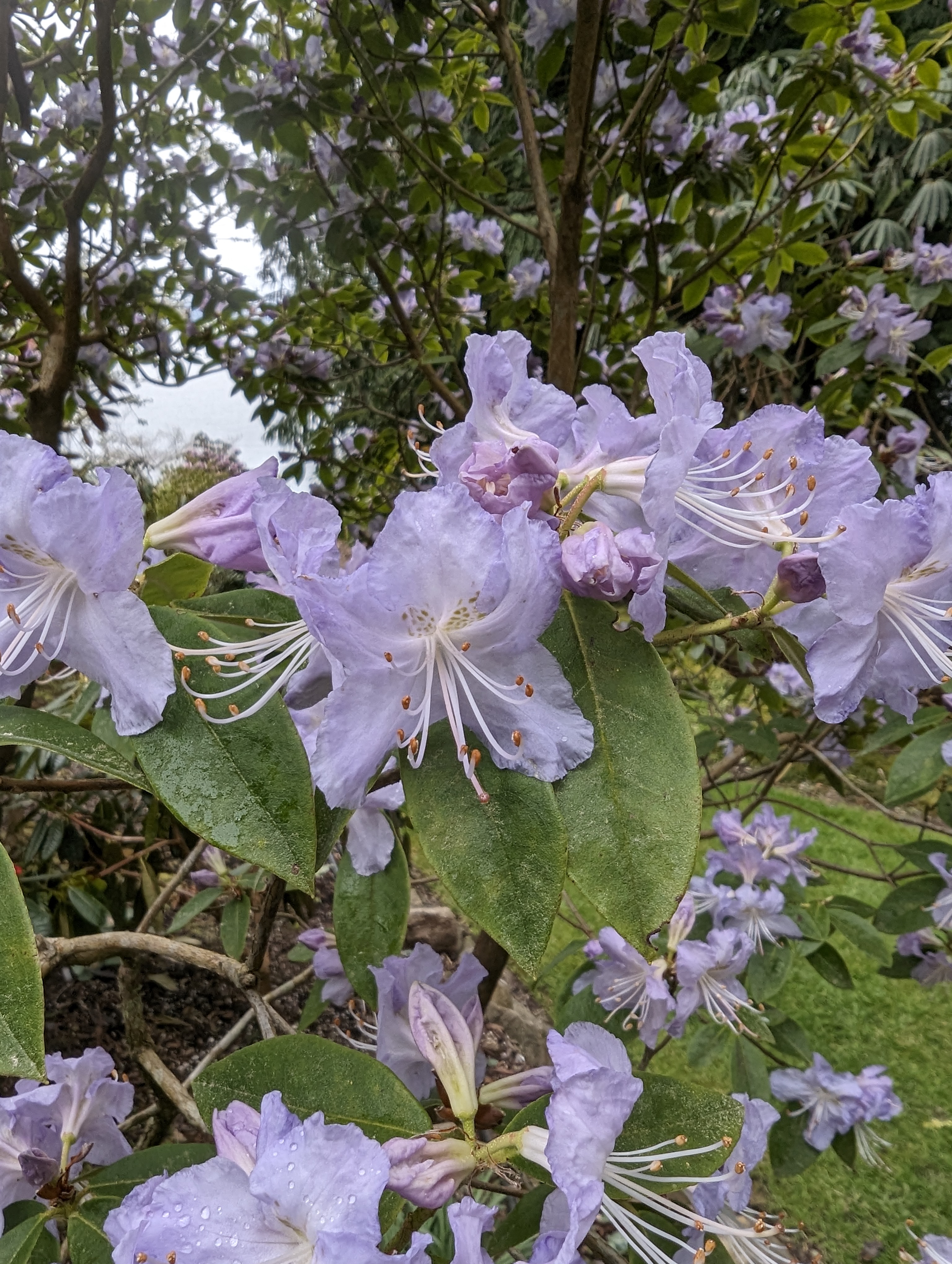 Rhododendron Saint Tudy photo