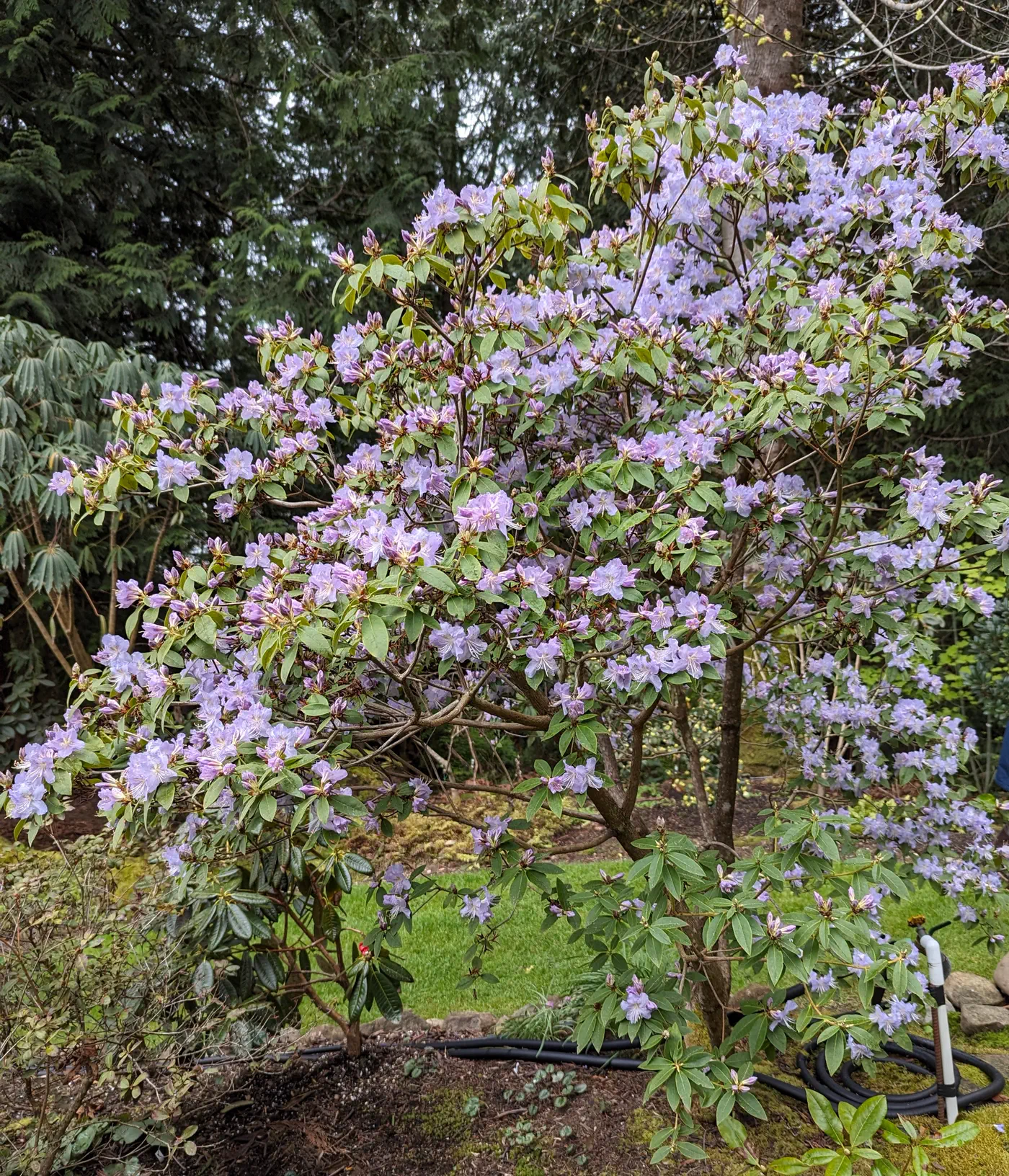 R. 'Saint Tudy' photo of R. 'Saint Tudy'. Plant habit. Location: Shirley, South Vancouver Island, BC, Canada. Photo by: John Verwolf