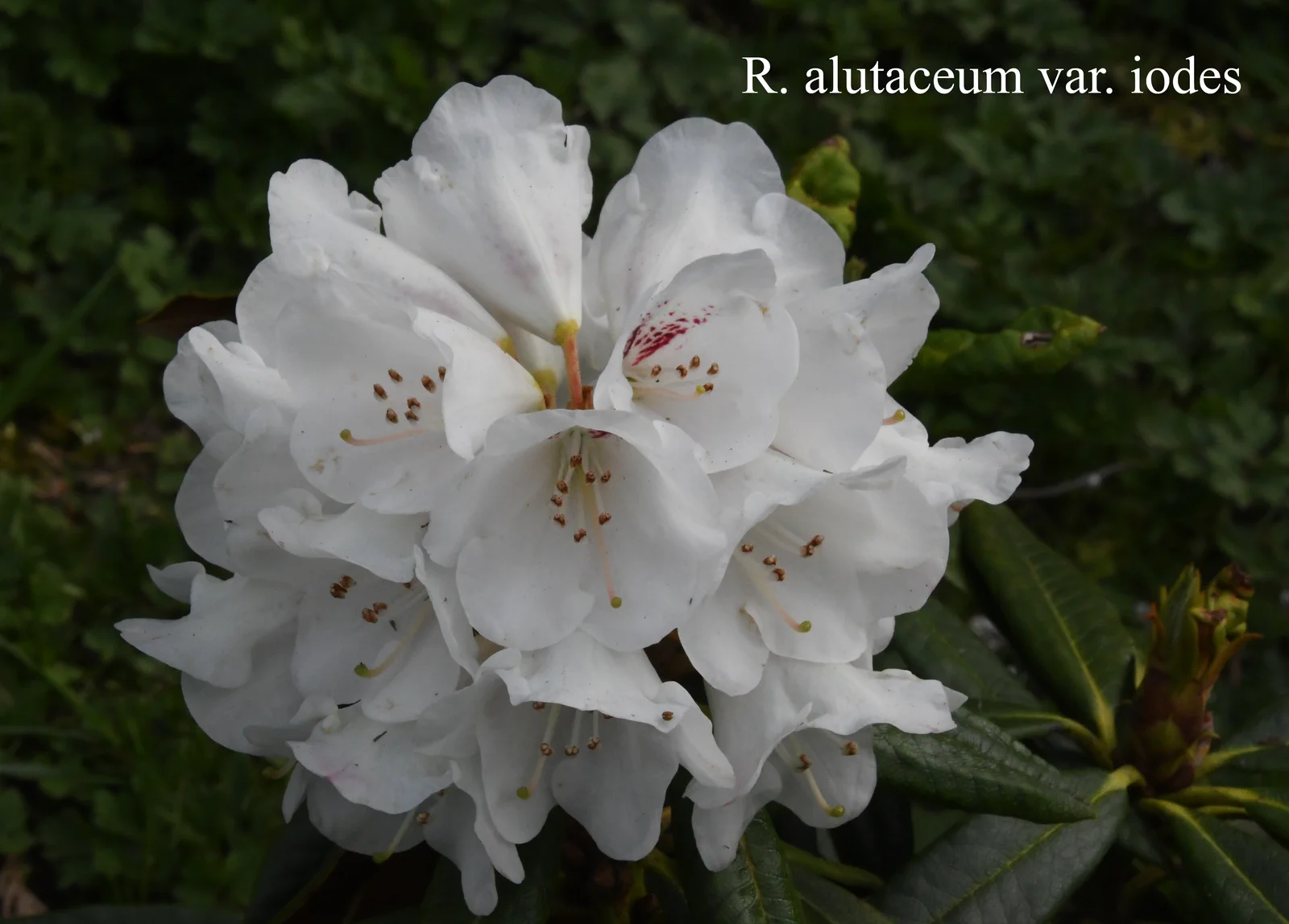 R. alutaceum var iodes photo of R. alutaceum var iodes. Location: Fearing's Farm Nursery, Abbotsford, BC, Canada. Photo by: Harold Fearing