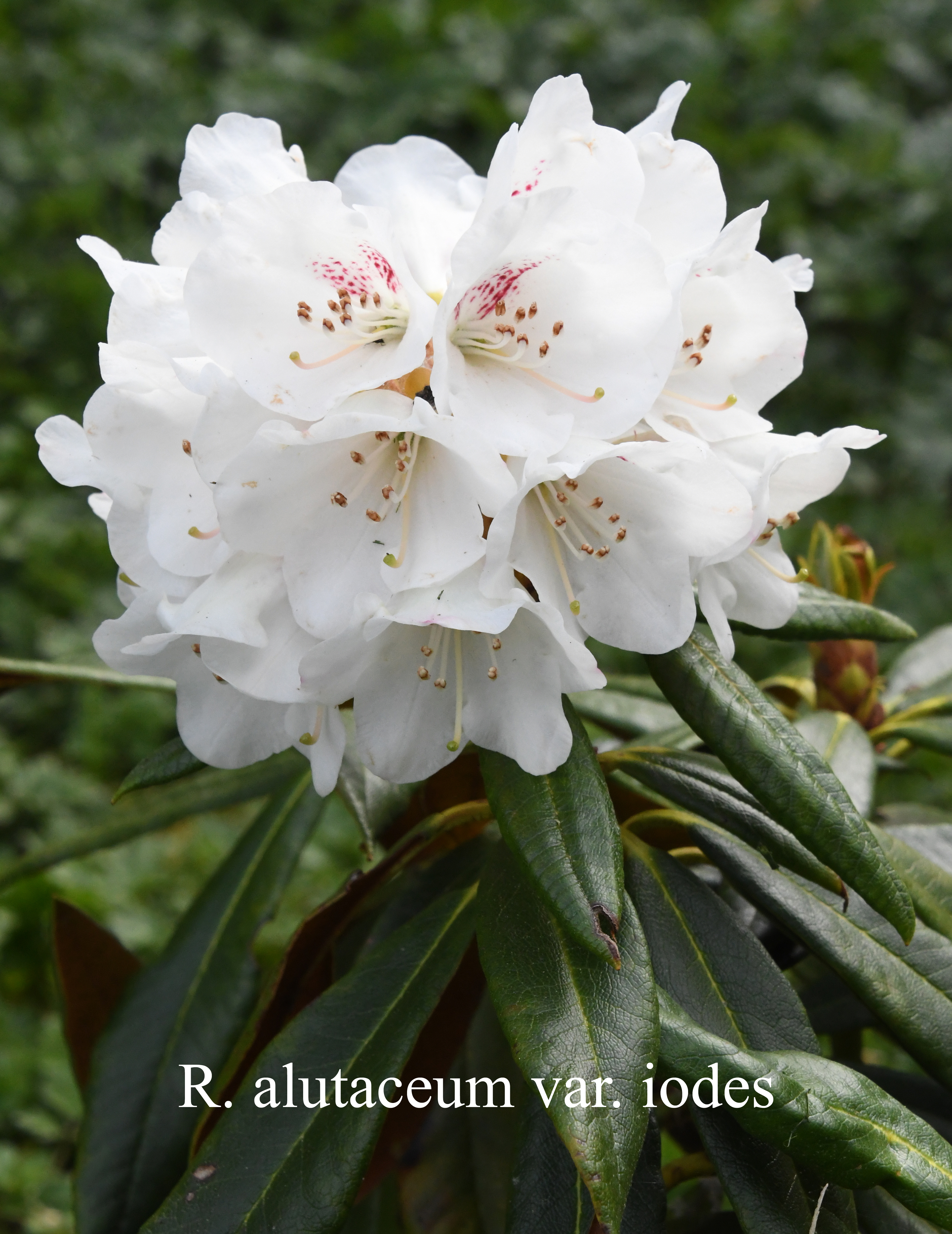 Rhododendron alutaceum var iodes photo
