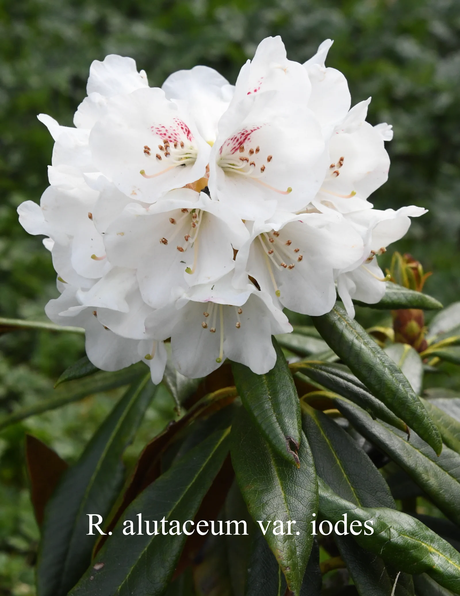 R. alutaceum var iodes photo of R. alutaceum var iodes. Location: Fearing's Farm Nursery, Abbotsford, BC, Canada. Photo by: Harold Fearing